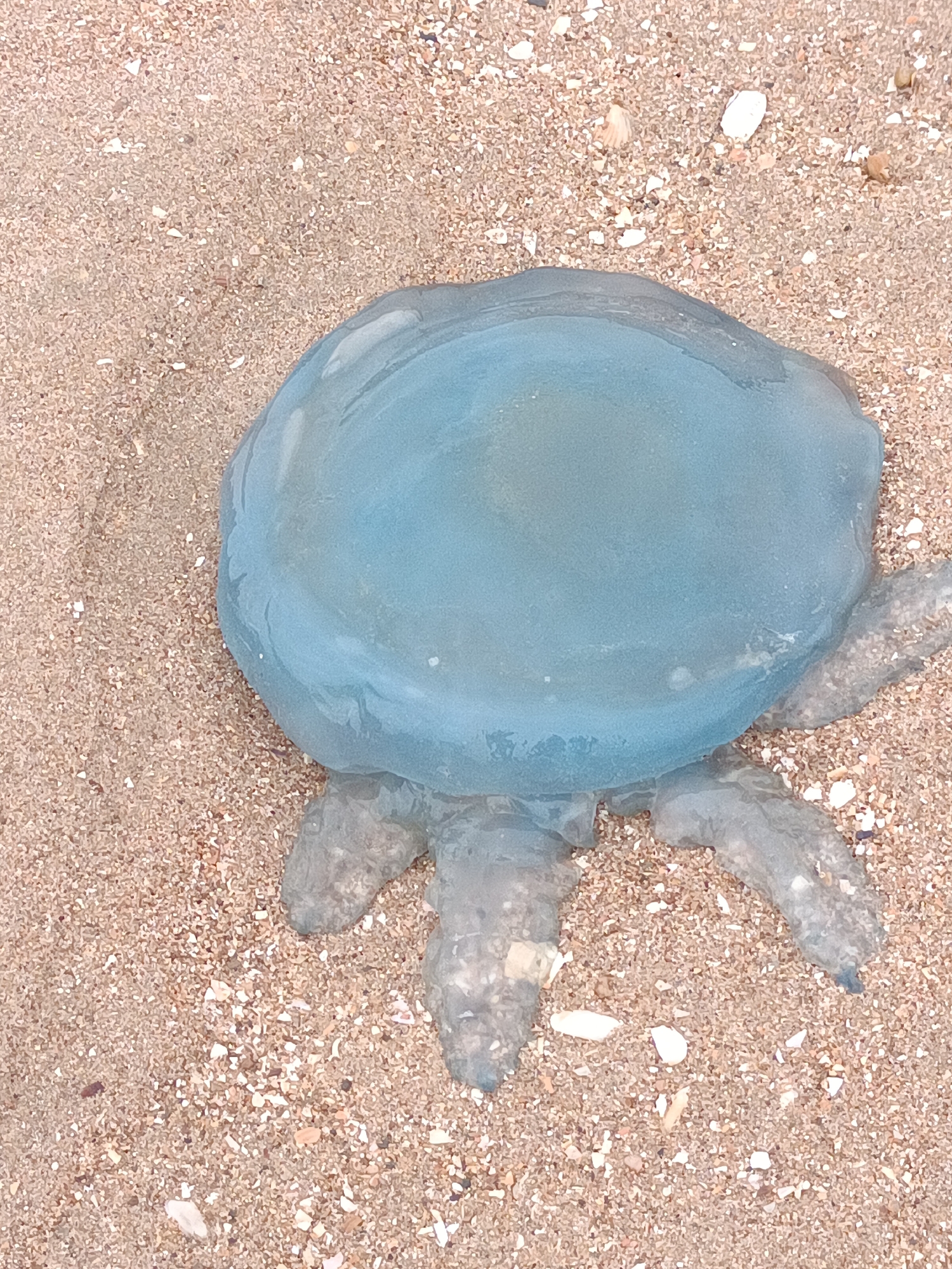 A large, translucent blue jellyfish is washed up on a sandy beach. The jellyfish is centered in the frame, with its bell-shaped body taking up the majority of the image. Several thick, opaque tentacles extend from the underside of the bell. The sand is a light tan color and is littered with small shells and pebbles. The scene appears to be a natural outdoor environment. There are no people visible in the image.