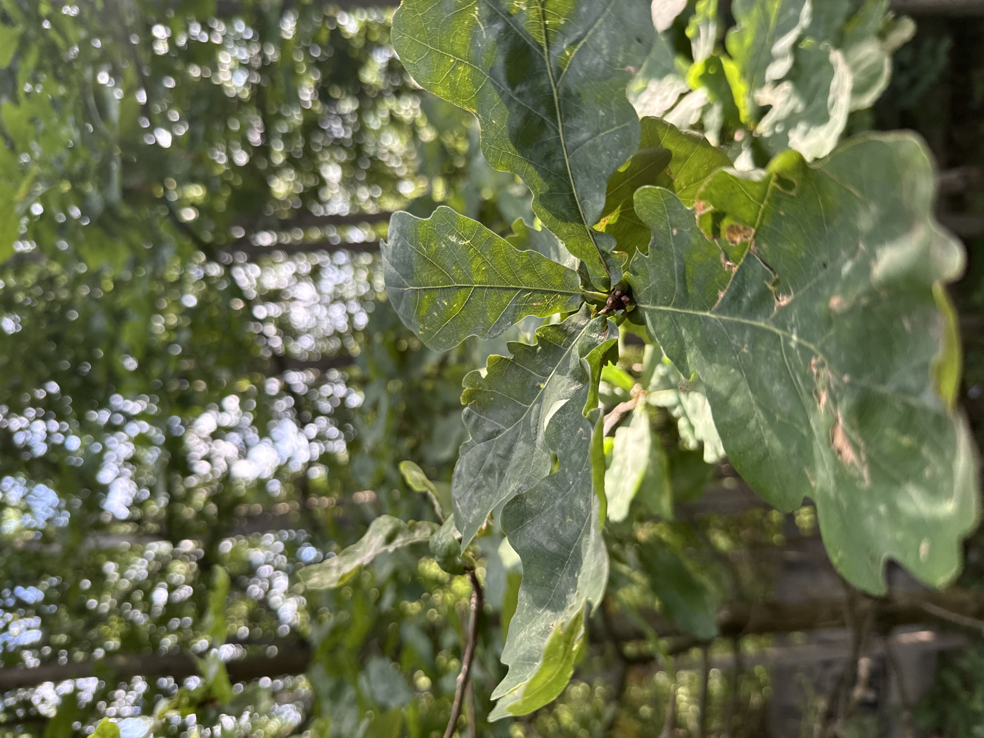 This is a close-up, eye-level, vertical, outdoor photograph of oak leaves with a blurred forest background. The leaves are a deep green, with visible veins and some brown blemishes. In the center of the image, small, dark buds are visible on a stem. The background consists of dappled sunlight filtering through a canopy of trees, creating a bokeh effect of bright, circular highlights and dark vertical lines representing tree trunks. The scene is set in Vsevolozhsk, Russia. There are no people or animals present.