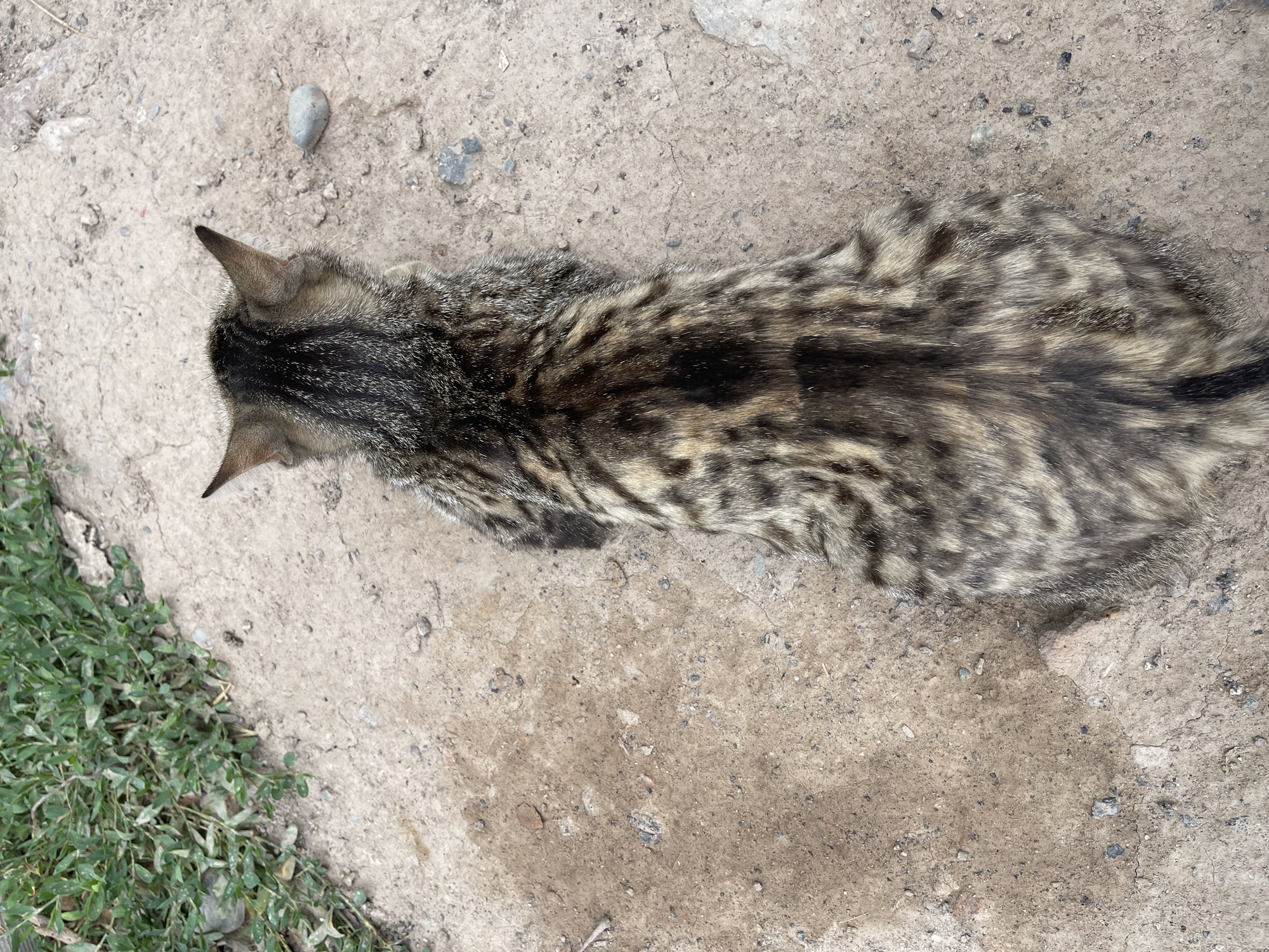 A top-down, medium shot captures a tabby cat from behind, resting on a dusty, dirt path with patches of dry grass on the left side of the frame. The cat, with its distinctive brown and black striped fur, is positioned in the center of the image. Its ears are perked up, indicating alertness, and its gaze is directed forward, though its face is not visible. A small, gray stone lies on the dirt path to the right of the cat's head. The environment appears to be an outdoor setting, possibly a park or a less-developed area within Bishkek City, Kyrgyzstan, given the dry, unpaved ground and sparse vegetation. There are no other individuals or objects of note in the immediate vicinity.