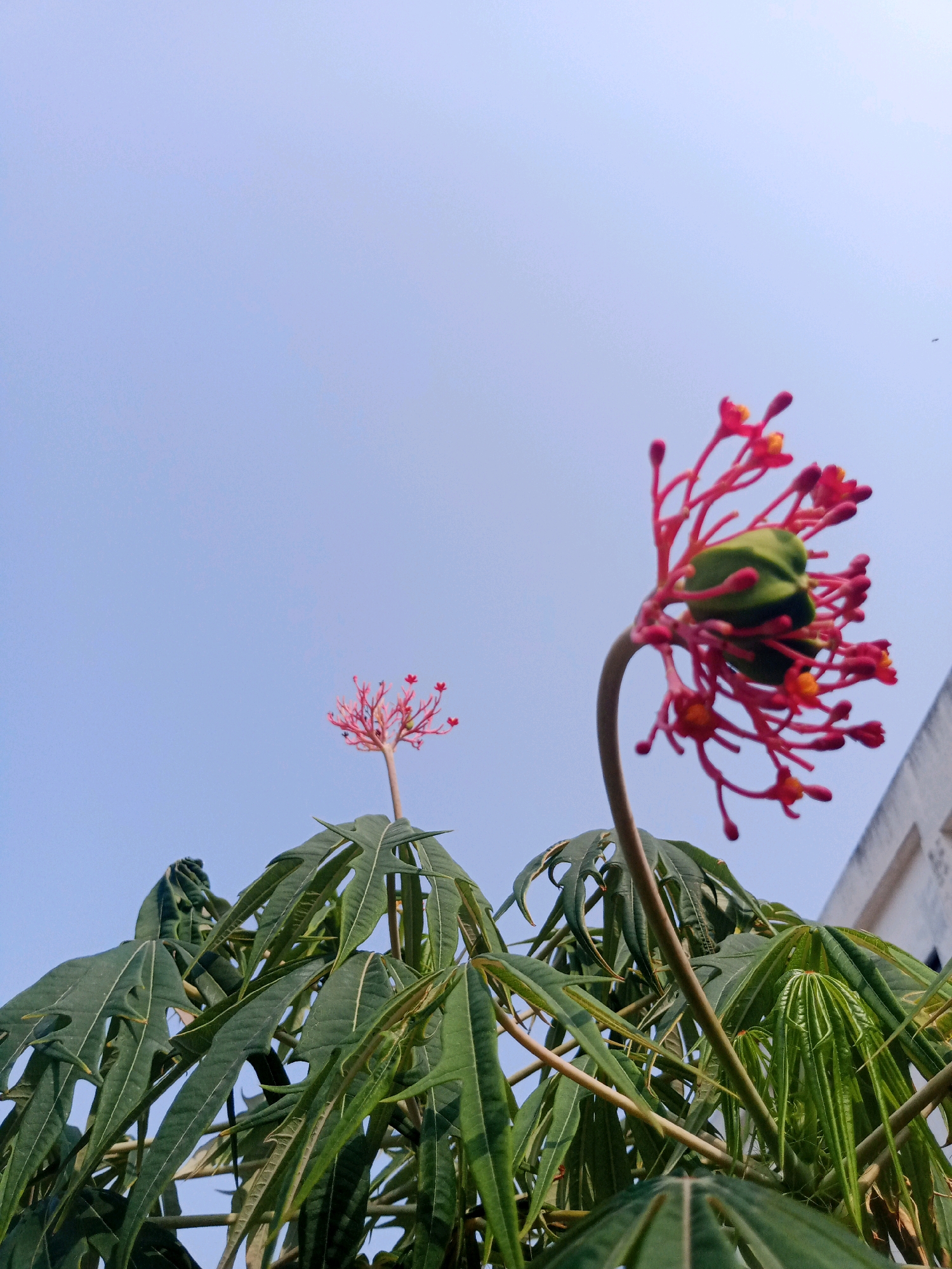 This image captures a close-up, low-angle view of a plant with striking red flowers and green leaves against a clear blue sky. The plant appears to be located outdoors, possibly in a garden or near a building, as suggested by a portion of a light-colored structure visible on the right side of the frame. The flowers are clustered at the top of thin, red stems, some with small yellow or orange accents. A prominent green seed pod is nestled within the blossoms of the closest flower cluster. The leaves are large, deeply lobed, and a vibrant green color. The perspective suggests the photographer is looking upwards towards the plant and the sky. The overall atmosphere is one of natural beauty and tranquility, with the plant standing out against the vast expanse of the sky. There is no indication of the city of Surakarta, Indonesia within the image itself.