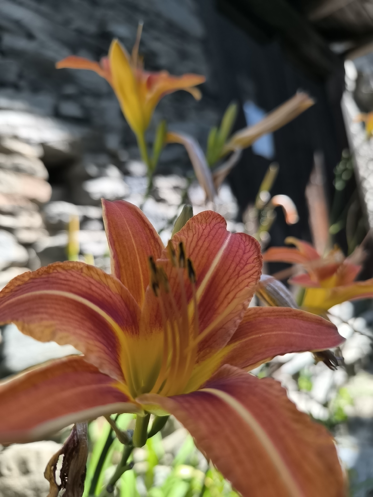A close-up, low-angle, outdoor shot features an orange daylily flower in the foreground. The flower's petals are a vibrant orange with yellow throats and delicate red veining. The stamens and pistil are visible in the center of the bloom. The background is softly blurred, showing more daylilies, green foliage, and a stone wall, suggesting a garden setting. The sunlight casts dappled shadows on the scene. This image was captured in the ethnographic complex of Kovachevitsa, Bulgaria.