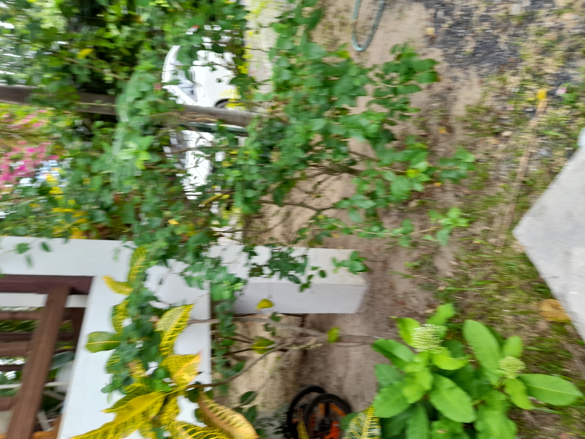 The image depicts an outdoor scene with lush green foliage and a white pillar. In the background, a white vehicle is partially visible, suggesting a residential or commercial area. The ground appears to be covered in sand and dry grass. A bicycle with orange accents is positioned to the left of the frame, partly obscured by plants. The overall impression is one of a tropical or subtropical environment. The scene is consistent with locations in Baan Mae Nam, Thailand, a coastal village known for its natural beauty and relaxed atmosphere.