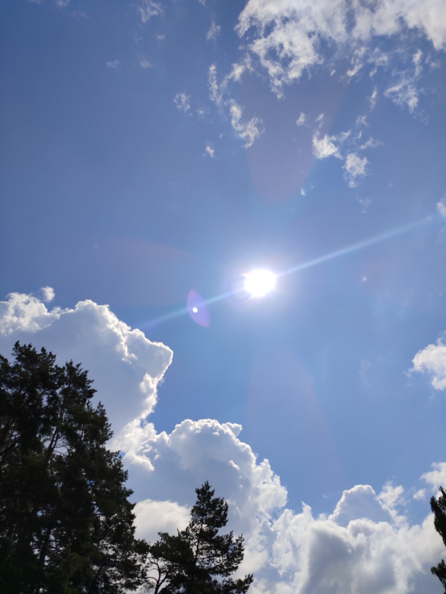 A bright sun with visible lens flare dominates the upper right quadrant of the image, casting a brilliant light across a clear blue sky dotted with fluffy white clouds. Dark green pine trees with visible branches frame the bottom left and right edges of the scene, partially obscuring the sky. The image appears to be a landscape photograph, likely taken outdoors, with no people or urban structures visible.