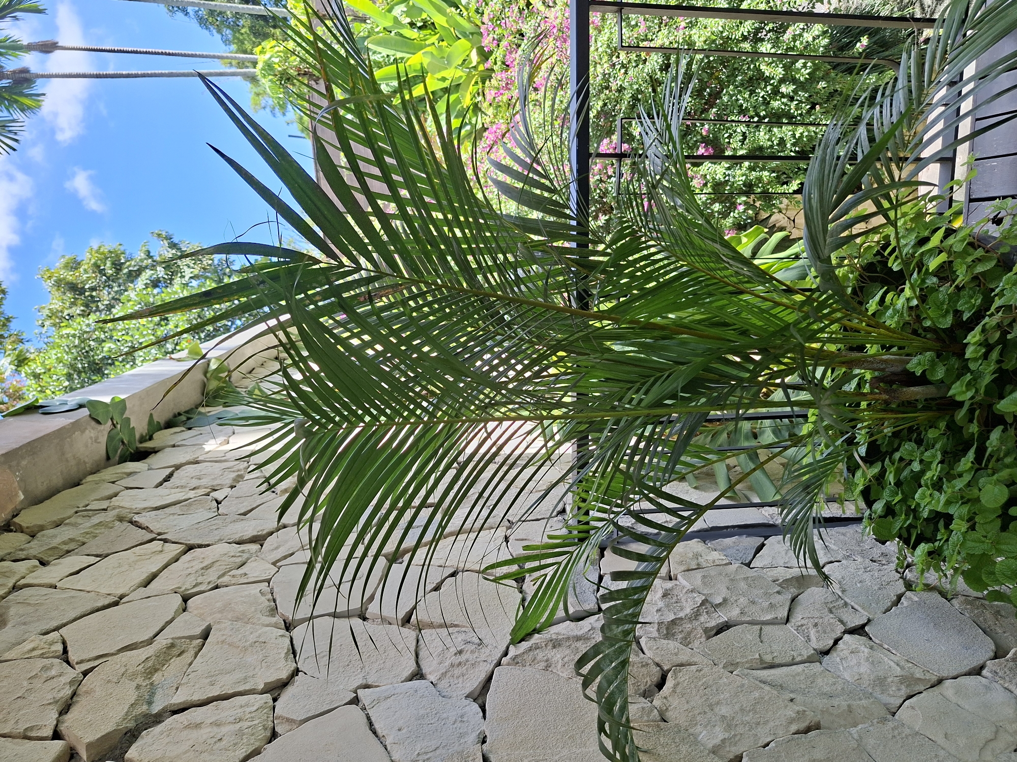 The image captures a lush, verdant scene in Ubud District, Indonesia. A vibrant green palm tree dominates the foreground, its fronds arching gracefully against a backdrop of a wall constructed from irregularly shaped, light-colored stones. Behind the palm, a black metal railing hints at a building or balcony, further framed by a dense array of green foliage and hints of pink bougainvillea flowers. Above, a clear blue sky with wispy clouds provides a bright contrast to the verdant greenery. The composition suggests a tranquil, tropical setting characteristic of Ubud.