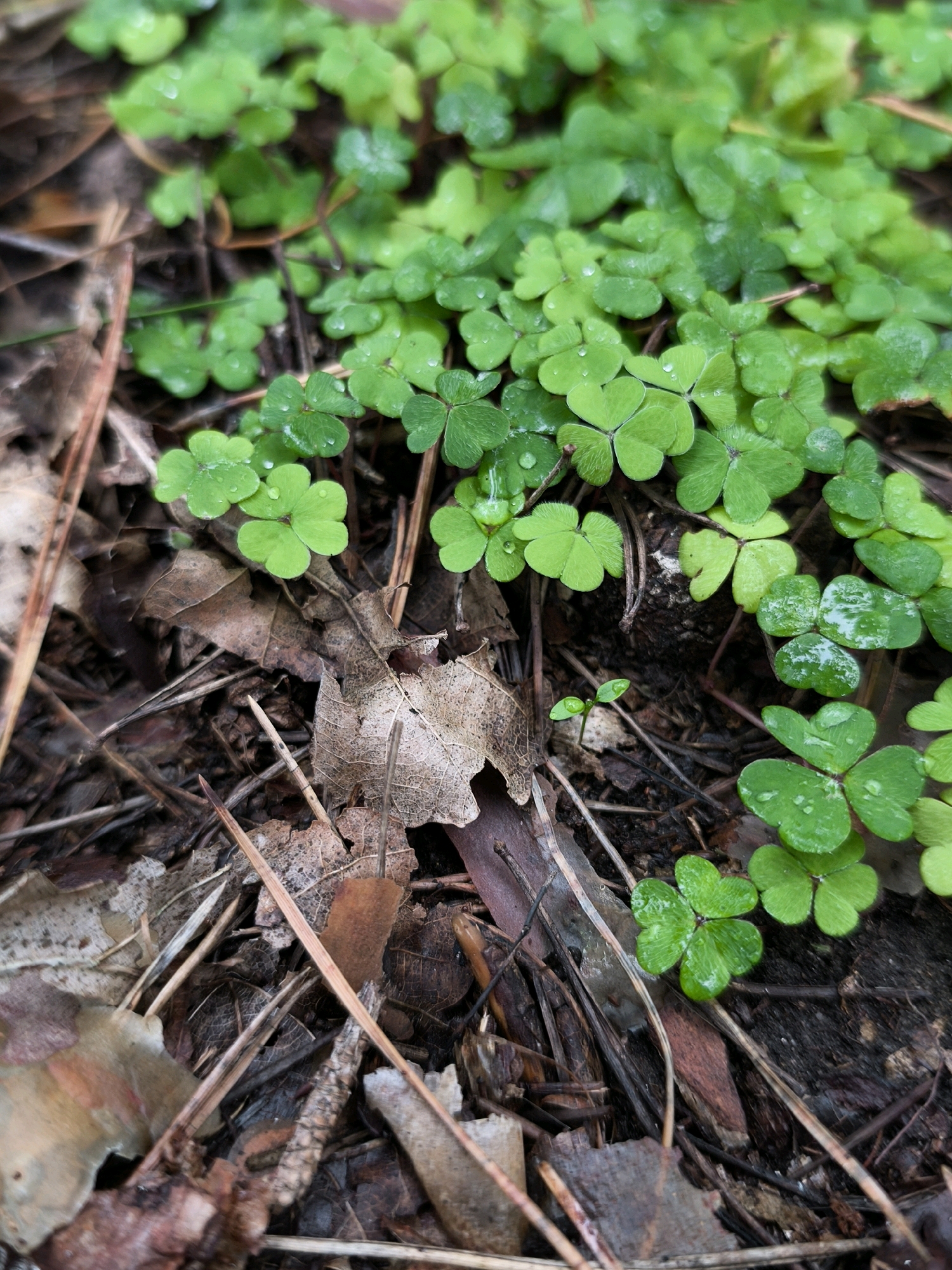 The image depicts a close-up, overhead view of a patch of vibrant green clover growing amidst a forest floor in Mahilyow, Belarus. The clover leaves are distinctly heart-shaped and adorned with small water droplets, suggesting recent rain or dew. Interspersed with the clover are dry, fallen leaves and twigs, characteristic of a woodland environment. The ground is composed of dark soil and decaying organic matter. The scene is natural and appears to be untouched by human activity. There are no people, animals, or man-made structures visible in the frame. The lighting is diffused, casting soft shadows. The focus is sharp on the clover in the foreground, with a shallow depth of field blurring the background.
