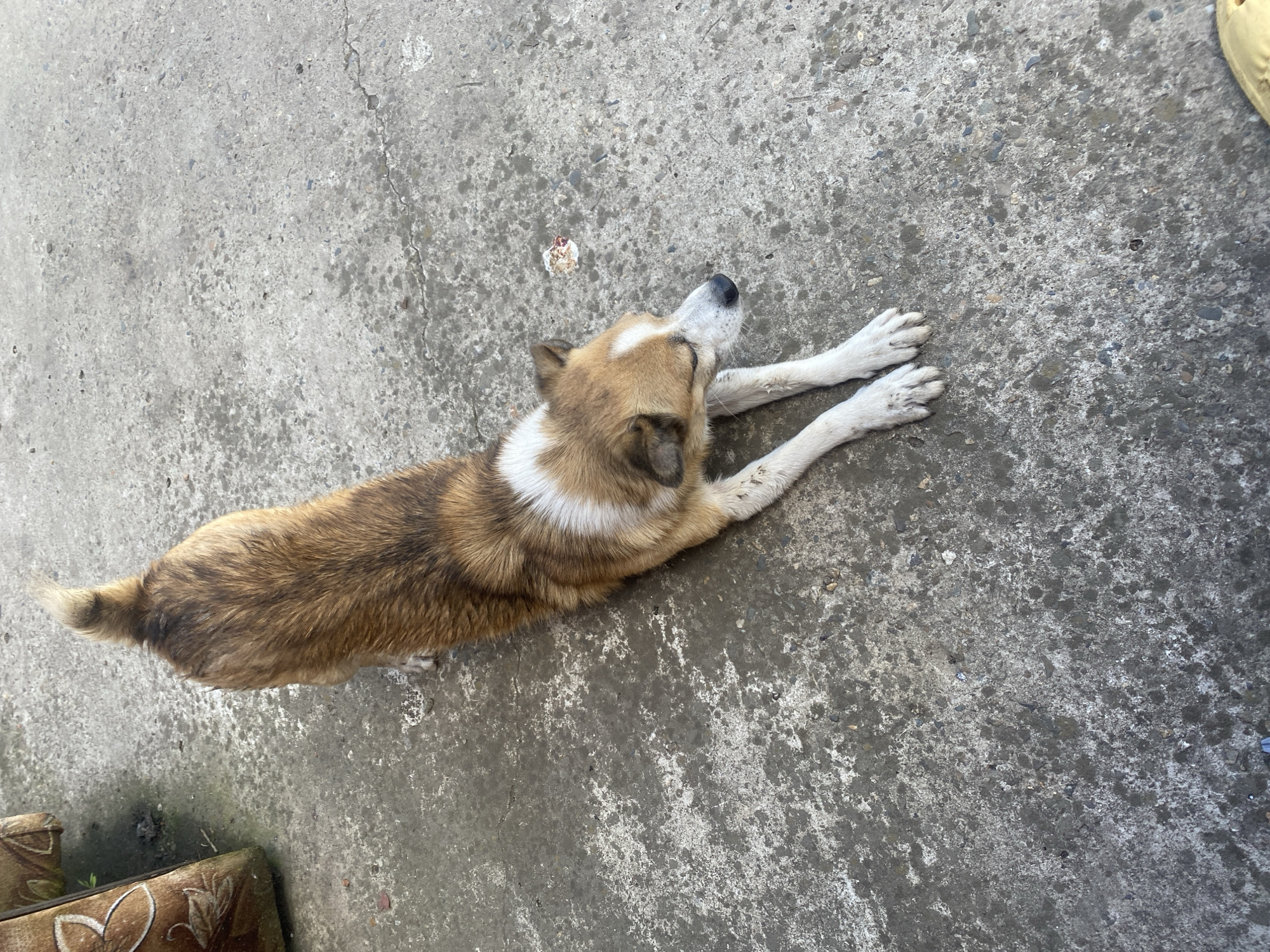 A medium-sized dog with brown and white fur is stretching on a concrete surface. The dog's body is elongated, with its front paws extended forward and its hindquarters raised. The dog's head is lowered, and its eyes are partially closed. The concrete surface is rough and uneven, with some cracks and discoloration. In the background, a portion of a brown, upholstered object, possibly a chair or couch, is visible. The scene appears to be outdoors, in what could be a courtyard or alleyway. The weather appears to be daylight. The image does not contain any specific identifying landmarks that would place it in Kisliakovskaya, Russia.