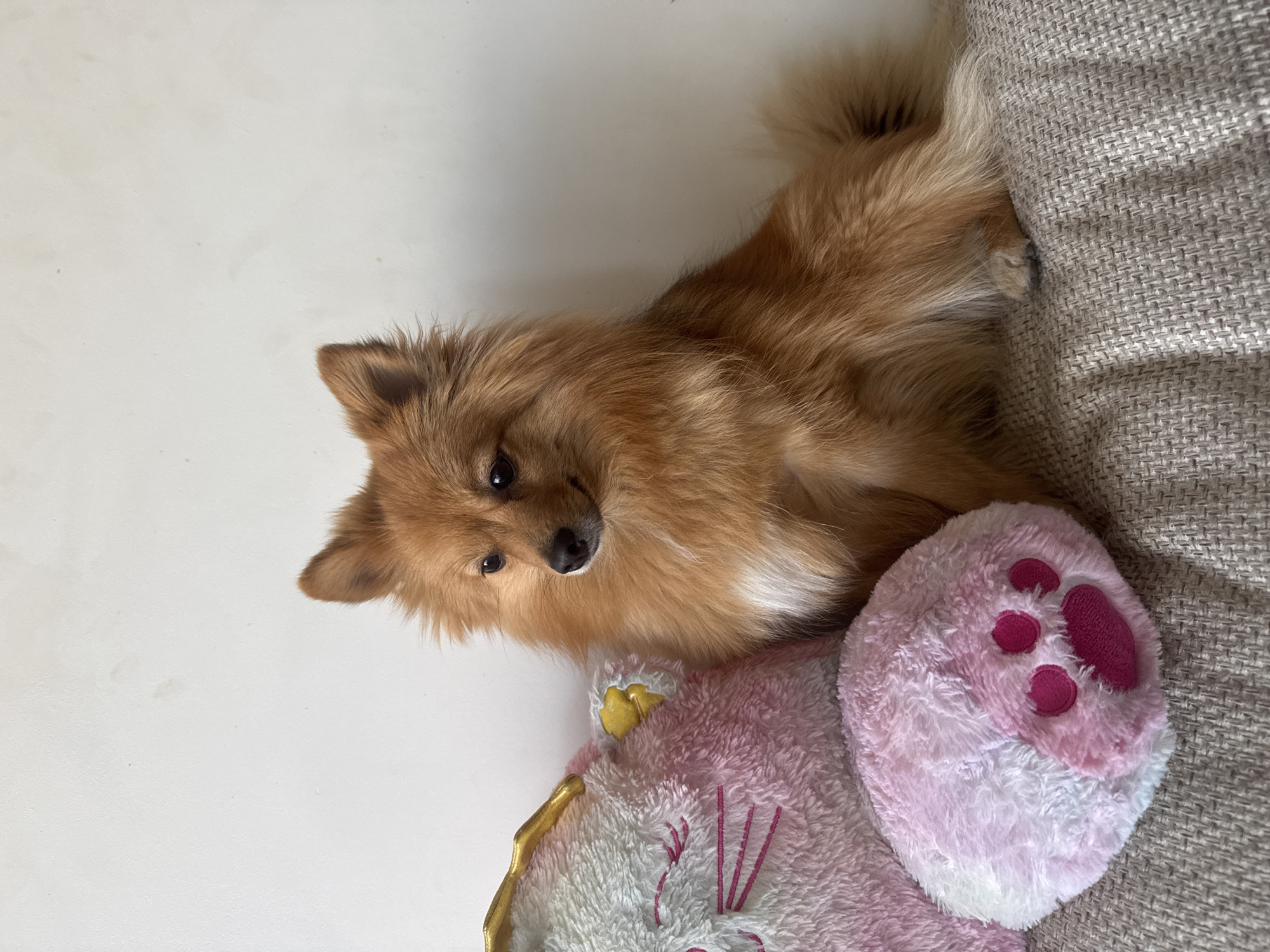 A medium shot depicts a light brown, long-haired dog lying on a surface composed of a light grey sofa, a white wall, and a plush toy. The dog's body is positioned horizontally, with its head facing down and angled to the left of the frame. Its tail is obscured by the sofa. The dog has small, dark eyes and a white patch on its chest. A pink and white plush toy with a paw print design is situated beneath the dog, on the left side of the frame. The sofa's fabric has a woven texture. The scene exhibits natural lighting. The image was taken indoors, but no further information about the location can be determined. No evidence indicates the scene is in Sofia, Bulgaria.