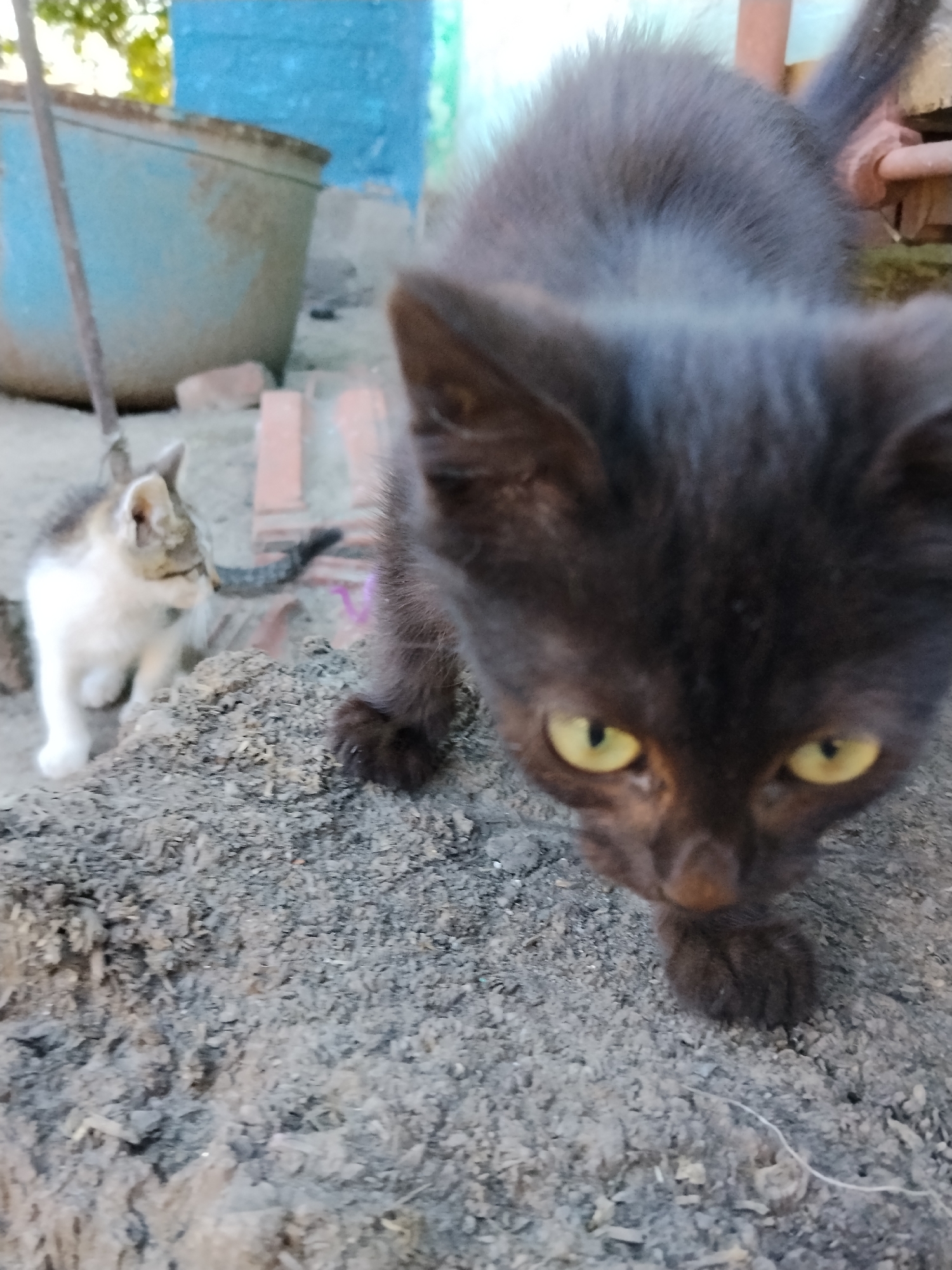 Two kittens are in an outdoor, dirt-covered area. A black kitten with yellow eyes is in the foreground, facing the camera and appearing to sniff the ground. To the left and slightly behind, a calico kitten with white, tan, and grey markings is looking to the left. In the background, there is a large, light blue tub and some pink bricks scattered on the ground. The overall environment appears to be in a residential area, possibly a backyard, in Ustyvytsia, Ukraine.