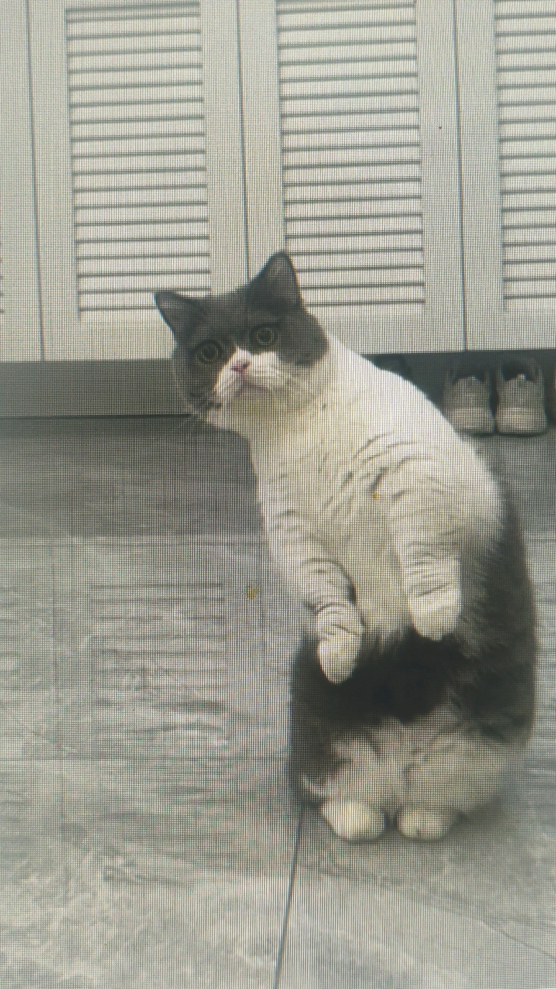 A fluffy cat with grey and white fur is sitting on a tiled floor, facing a set of vertical blinds. The cat is looking up and to the left with its front paws extended. The blinds are white and have horizontal slats. The floor is grey and tiled. The overall scene is indoors, with natural light illuminating the cat and blinds. There is no indication of the city of Mehnatabad, Uzbekistan in the image.