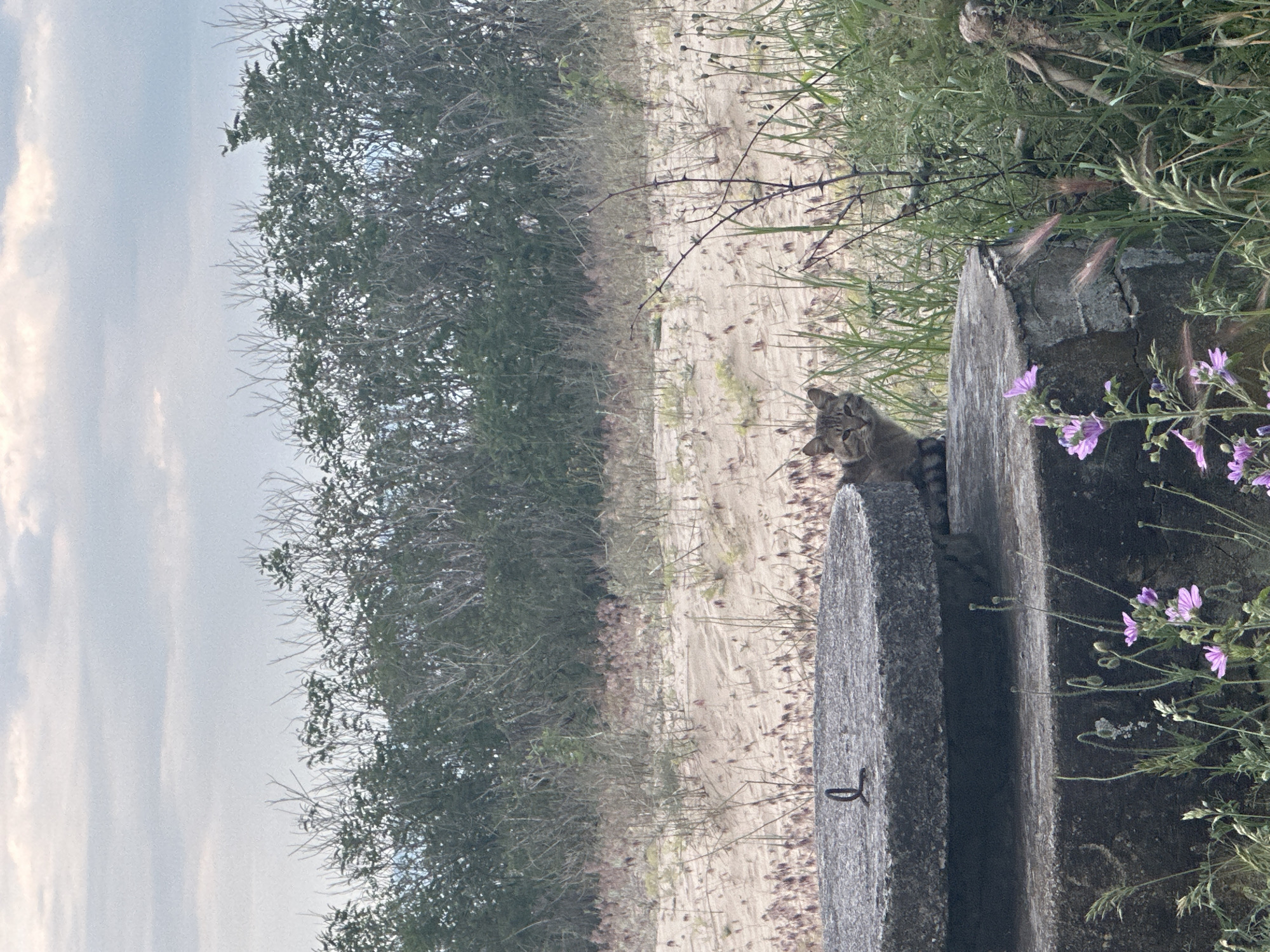 A tabby cat is perched on a weathered, gray concrete structure adorned with purple flowers and green foliage, situated in Bliznatsi, Bulgaria. The structure abuts a sandy path bordered by shrubbery and trees. The sky is overcast.