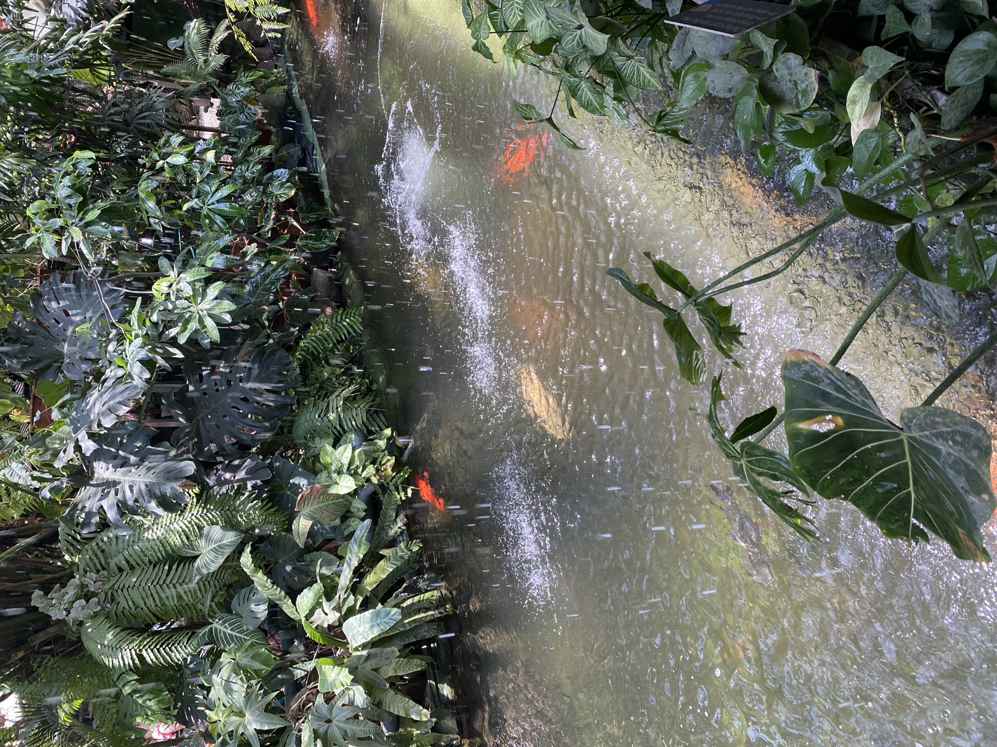The image depicts a lush, tropical environment with a pond or water feature. The water is murky and appears to have several koi fish swimming in it, with at least two bright orange koi clearly visible. There are also areas of bubbling water, suggesting a fountain or aerator. Surrounding the water is dense, verdant foliage, including large-leafed plants, ferns, and trees. The lighting suggests an indoor or shaded outdoor setting, possibly a botanical garden or a conservatory. The presence of lush vegetation and water suggests a humid environment. There are no people or animals other than the fish visible in the frame. The scene is static, with no apparent activity beyond the movement of the fish and the water. The image does not provide any specific clues about the city of Đà Nẵng, Vietnam, or its location within it.