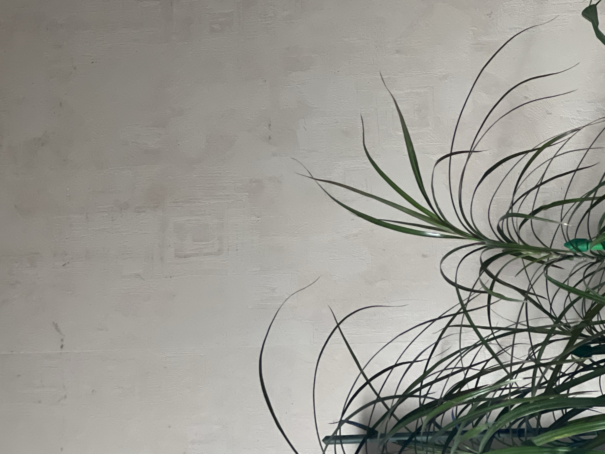 The image shows a close-up, overhead view of a light gray textured surface, possibly a wall or ceiling, with a faint square pattern visible. On the right side of the frame, the dark green, slender leaves of a plant are prominently featured, arching and swaying across the background. Some of the leaves are sharply in focus, while others are softly blurred, creating a sense of depth and movement. The lighting appears to be artificial and diffused, casting a gentle illumination on the scene. There are no people or specific identifiable objects other than the plant and the textured surface. The overall mood is minimalist and naturalistic, with the organic lines of the plant contrasting with the geometric texture of the background. No text is visible in the image. Given the location context of Yekaterinburg, Russia, the scene could be an indoor setting, such as a home or office. The time of day and weather are not discernible from the image.