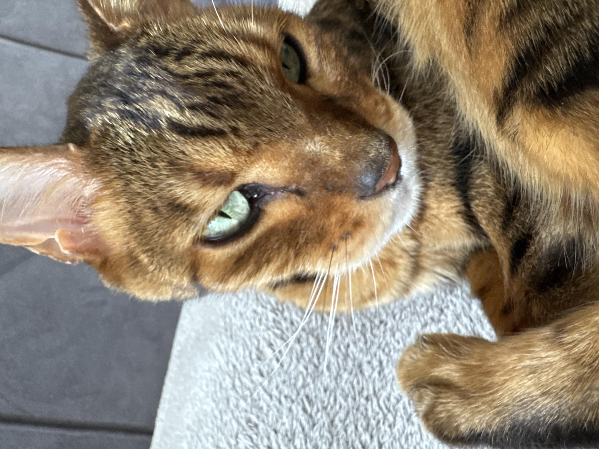 Close-up of a Bengal cat with green eyes lying on a light gray textured surface. The cat's fur is a mix of brown and black spots. The cat's head is tilted slightly, facing the viewer.