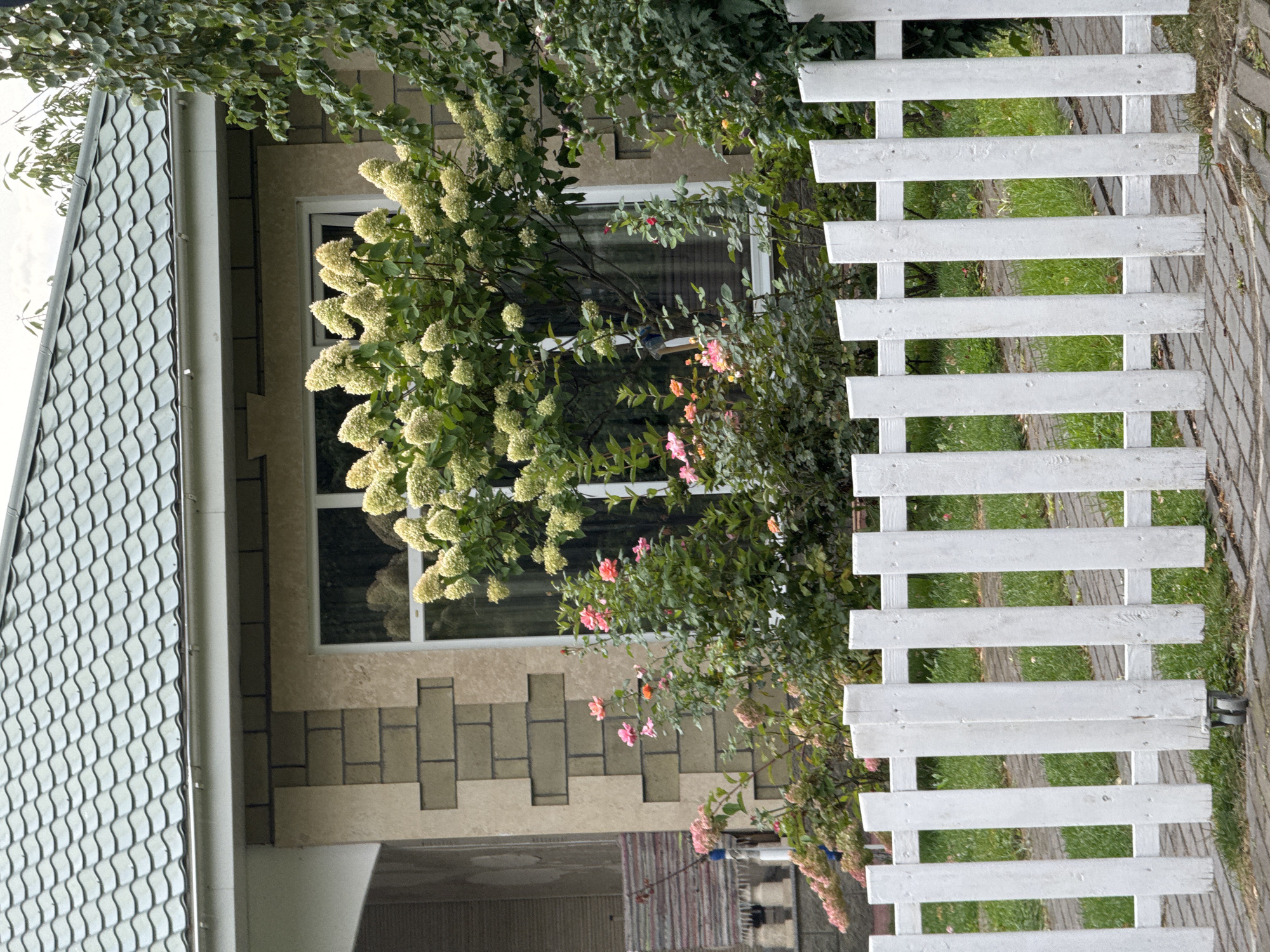 In Sary-Oy, Kyrgyzstan, a close-up shot focuses on a white picket fence in the foreground. Behind the fence, a variety of plants and a portion of a building are visible. The building features a textured beige facade with darker, rectangular stone accents arranged in a decorative pattern. A white-framed window with a reflection of the lush greenery outside is prominent.
The plants behind the fence include a large bush with clusters of creamy white flowers, likely hydrangeas, and several rose bushes with pink and orange blooms. To the right of the window, a dense green tree with dark leaves partially obscures the building's wall. The roof of the building is covered in dark green, wavy tiles, and a gutter runs along the eaves. The ground in front of the fence is paved with interlocking bricks, with patches of grass growing through. The overall scene depicts a residential exterior with well-maintained landscaping.
