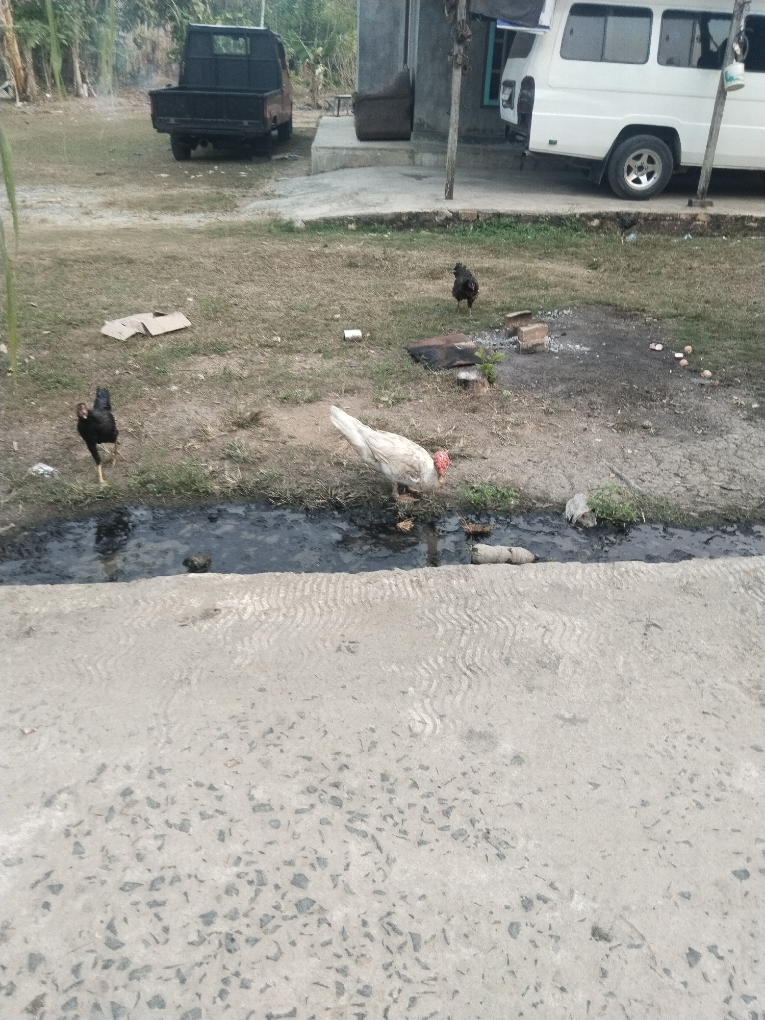 In Suka Ramai, Indonesia, an outdoor scene depicts a rural or semi-rural setting. In the foreground, a gray concrete surface with a textured pattern is visible. Beyond this, a dirty water channel runs horizontally across the image, containing murky water and debris, including what appears to be a piece of white plastic or fabric and a dark object.
On the bank of the channel, to the left, a black chicken stands on dry grass and dirt. To the right, a white chicken with a red comb is drinking from the channel. Further back, on the dry, patchy grass, a black chicken is pecking at the ground. Scattered on the ground are several small, pale objects, possibly eggs or stones, and some bricks.
In the middle ground, a dark-colored pickup truck is parked on a dirt area. Behind the truck, a white van is parked next to a building with a gray wall and a blue-framed window. The background shows sparse vegetation and trees. The overall impression is of an unkempt area with chickens foraging near a drainage ditch.