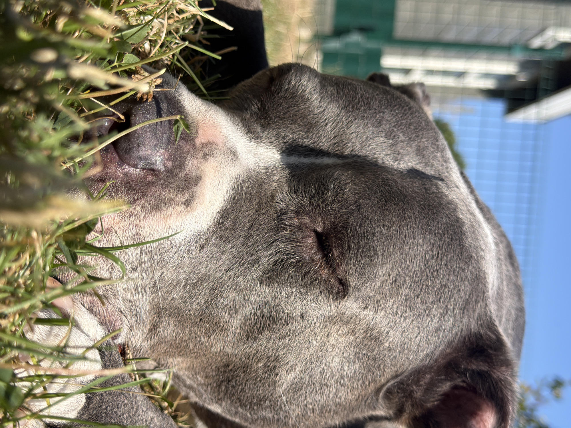 A close-up, low-angle shot focuses on the face of a grey pit bull dog sleeping in the grass. The dog's eyes are closed, and its snout rests on the ground. The foreground is filled with blades of green grass. In the background, a light-colored building with a green trim and a chain-link fence are visible under a clear blue sky. This image was taken in Esch-sur-Alzette, Luxembourg.