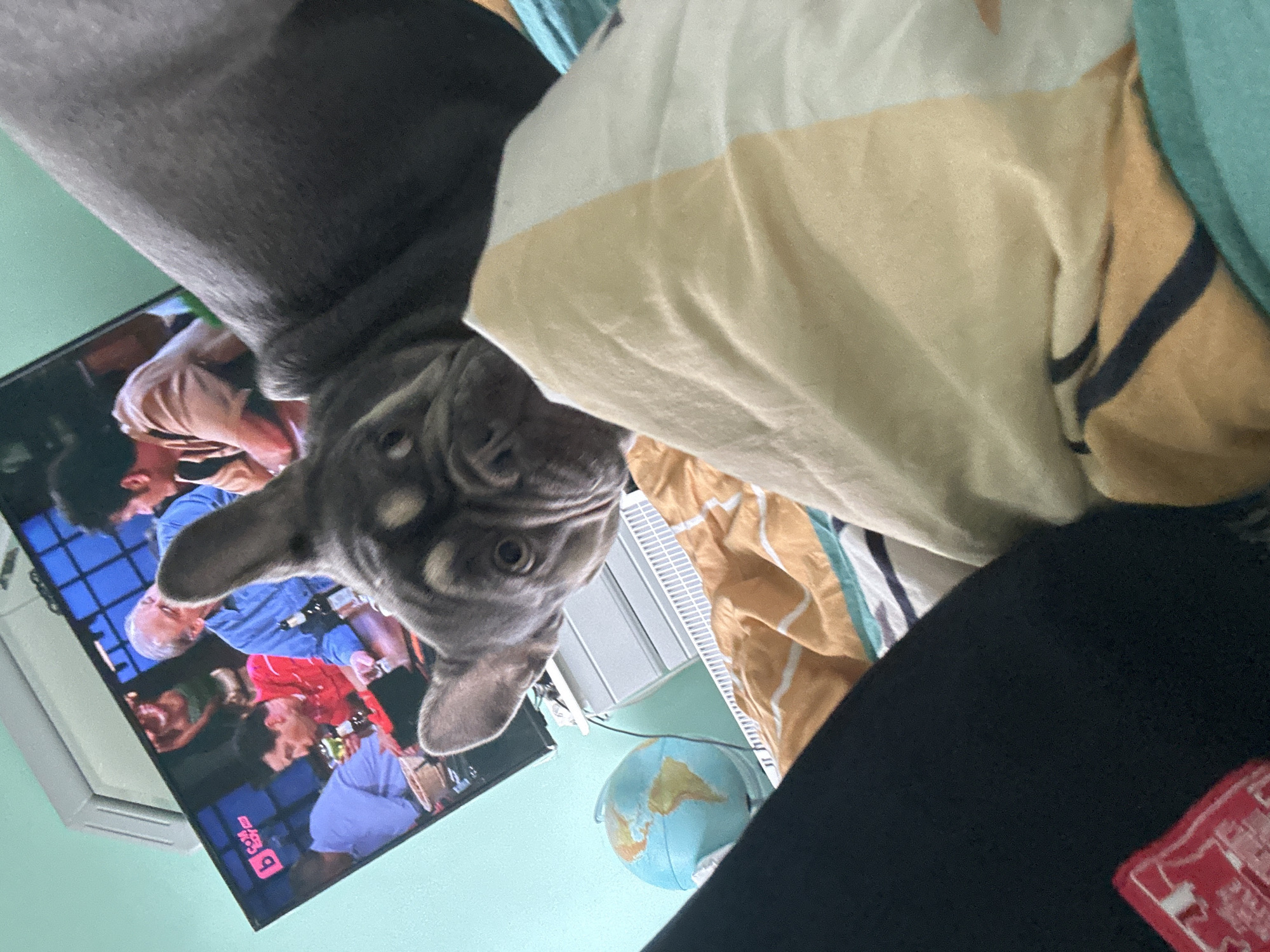 A low-angle, canted shot captures a scene within a room. A gray French bulldog occupies the left portion of the frame, its head oriented towards the viewer. A television, visible in the background, displays a show with multiple individuals visible. A striped beige and white pillow rests next to the dog. A globe sits on a light green surface, near a white metal radiator. An individual, whose legs are covered by black clothing, is partially visible in the lower right corner. The location is unidentified.