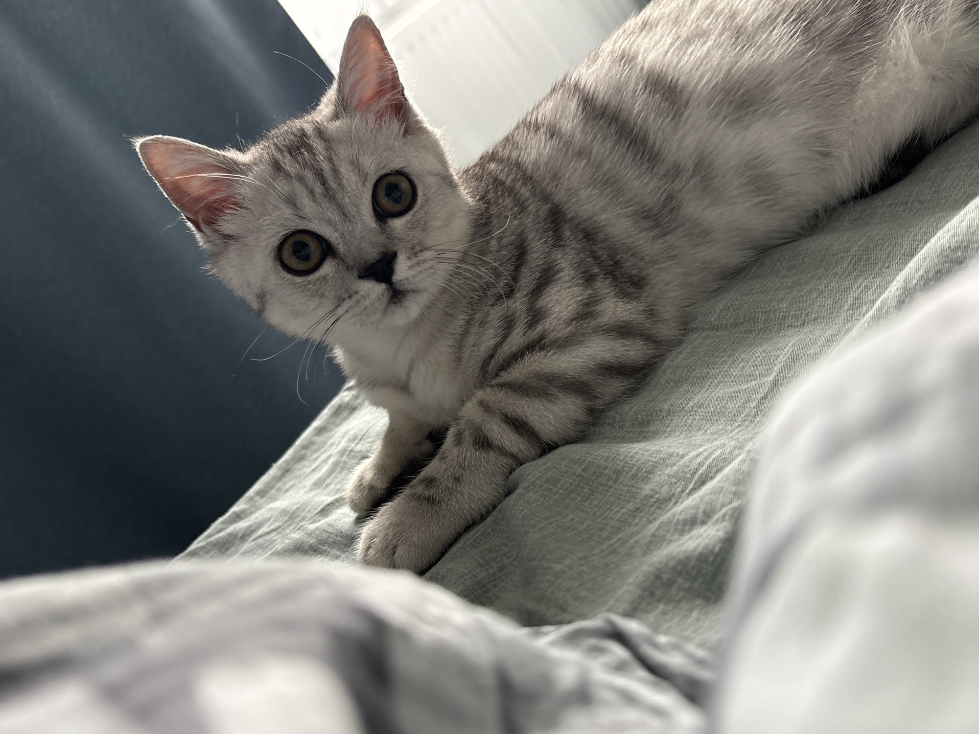 A grey tabby kitten with large, round eyes and alert ears is lying on a light green textured surface, possibly a bed or couch. The kitten is looking directly at the camera with a curious expression. The background is out of focus, showing a dark blue surface and a hint of bright light. The scene is indoors, likely in a residential setting, with soft lighting. There is no information to indicate the location in the city of Izhevsk, Russia.