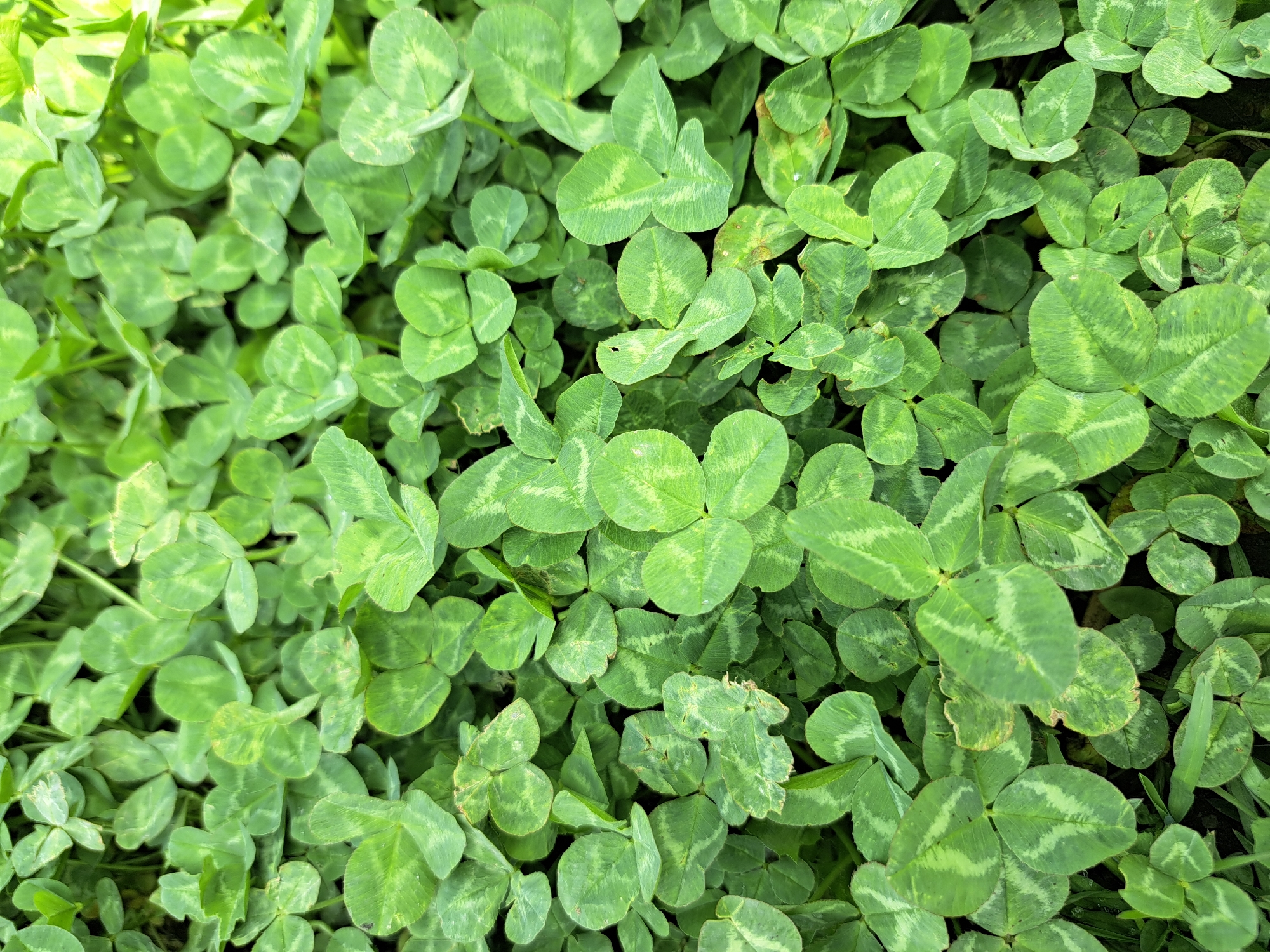 A high-angle close-up shot of a dense patch of clover plants. The leaves are predominantly green, with some showing a lighter, mottled pattern. The setting appears to be outdoors and could be a natural or cultivated area. There is no specific information to indicate the location is in Sofia, Bulgaria. No people, subjects, objects, actions, or interactions are visible. The environment is limited to the clover patch.