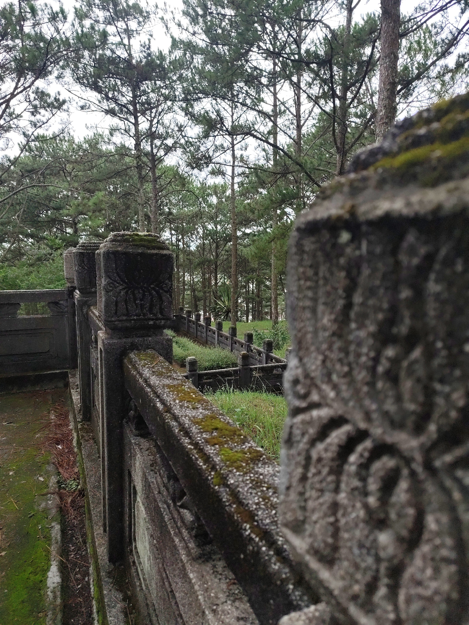The image captures an outdoor scene dominated by an ancient, moss-covered stone railing or balustrade in the foreground, extending from the left to the right side of the frame. No people are visible.
The railing features thick posts and balusters with intricate, worn carvings, possibly floral or abstract patterns, partially obscured by green moss and white lichen. The rough texture of the stone and the organic growth suggest considerable age and exposure to the elements. The closest section of the railing on the right is in sharp focus, while the rest of the scene gradually blurs towards the background.
Beyond this immediate railing, another similar stone structure or path with railings can be seen descending into a grassy area. The ground below and between these structures is covered in overgrown green and brown grass, with some fallen pine needles visible on the path next to the foreground railing.
The background is filled with a dense forest of tall, slender trees, predominantly pine trees with their characteristic needle-like foliage. The sky is overcast and white, suggesting a cloudy day, rather than bright sunshine. The overall atmosphere is quiet and serene, with a sense of history and nature reclaiming man-made structures. The setting, characterized by the aged stone architecture and pine forest, is consistent with locations found in Cam Ly - Đà Lạt, Vietnam. There is no visible text in the image.