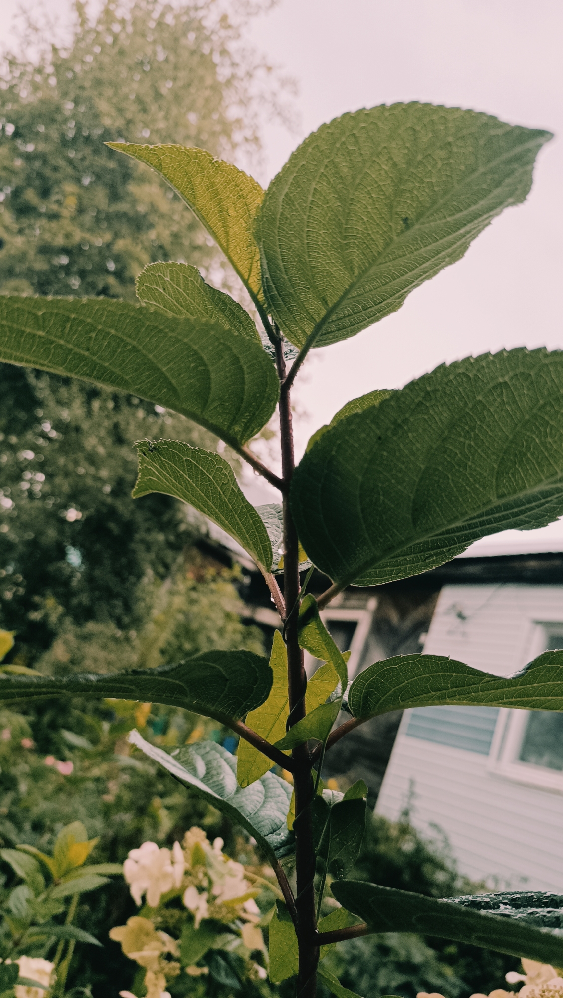 A close-up, vertical shot features a dark-stemmed plant with large, textured green leaves in the foreground. The leaves are slightly wet, with visible water droplets. In the blurred background, a light-colored building with horizontal siding and a window is partially visible. Green trees and foliage are also present in the background. The sky is overcast and pale. The scene is likely outdoors, in a residential area, possibly a garden or yard. No people or animals are present. The overall impression is a calm, natural setting with signs of recent rain. The image does not contain specific landmarks or context to place it within Karsha, Russia.
