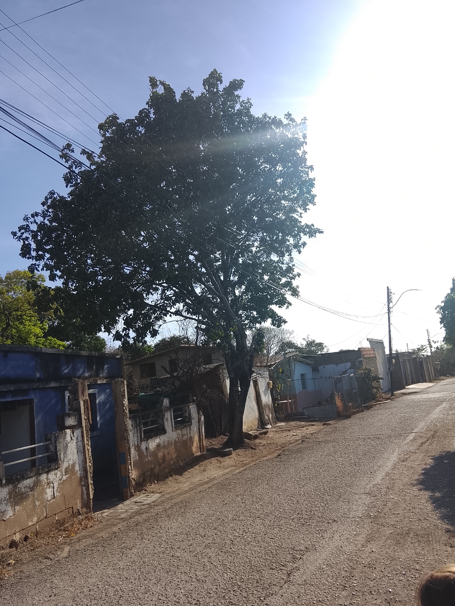 The image shows a street scene in Altagracia, Venezuela. The street is paved and shows signs of wear. Houses line the left side of the street, some appearing dilapidated with peeling paint and exposed brick. A large tree with dense foliage dominates the center of the scene, partially obscuring the buildings behind it. Utility lines are visible stretching across the sky above the tree. The sun is high in the sky, creating a bright glare. The right side of the street is mostly visible road surface, leading into the distance where more houses and a utility pole are present. No people are clearly visible in the image.