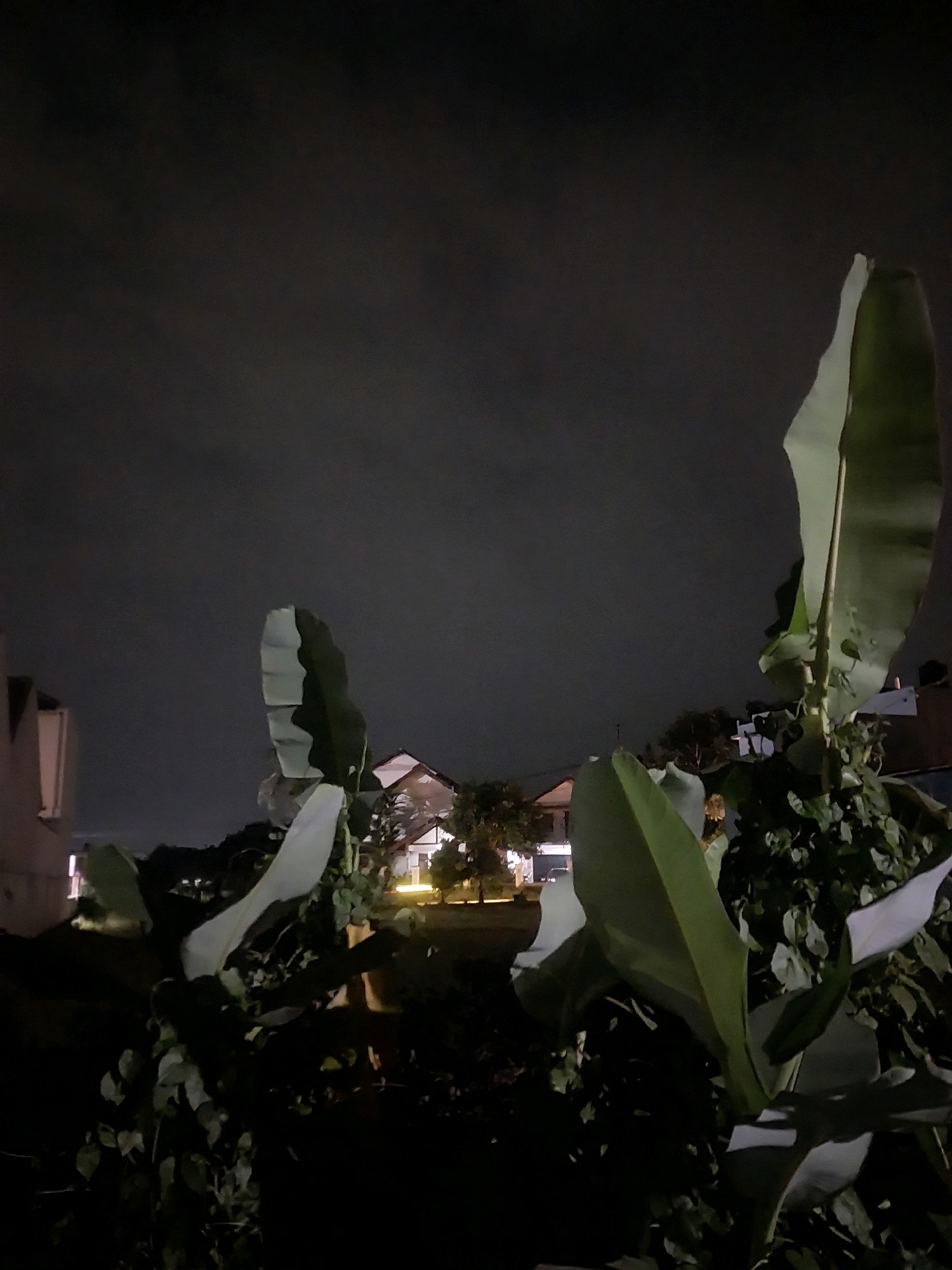 The image captures a nighttime scene in Tlogoadi, Indonesia, characterized by low light conditions and a cloudy sky. In the foreground, large, broad green leaves of what appear to be banana plants dominate the frame, casting dark shadows. Behind the foliage, several buildings with illuminated windows are visible, suggesting a residential or commercial area. The architecture of the buildings, with their pitched roofs, is consistent with structures found in the region. The overall atmosphere is dim and somewhat mysterious, with artificial lights from the buildings providing the primary illumination against the dark natural surroundings.
