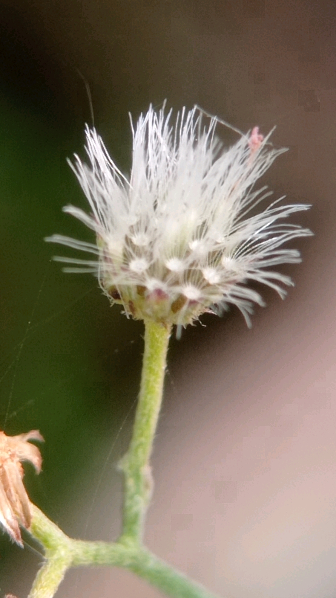 A macro photograph captures a delicate white wildflower in bloom, its feathery petals extending outwards from a central seed head. The flower's stem, a vibrant green, is slightly fuzzy and holds the bloom upright against a blurred background of dark green foliage and a muted brown area. Fine, almost invisible spiderwebs are present, clinging to the stem and the flower's delicate structures. A tiny, pink, insect-like creature is perched on one of the white petals. The scene is set in Bedali, Indonesia.