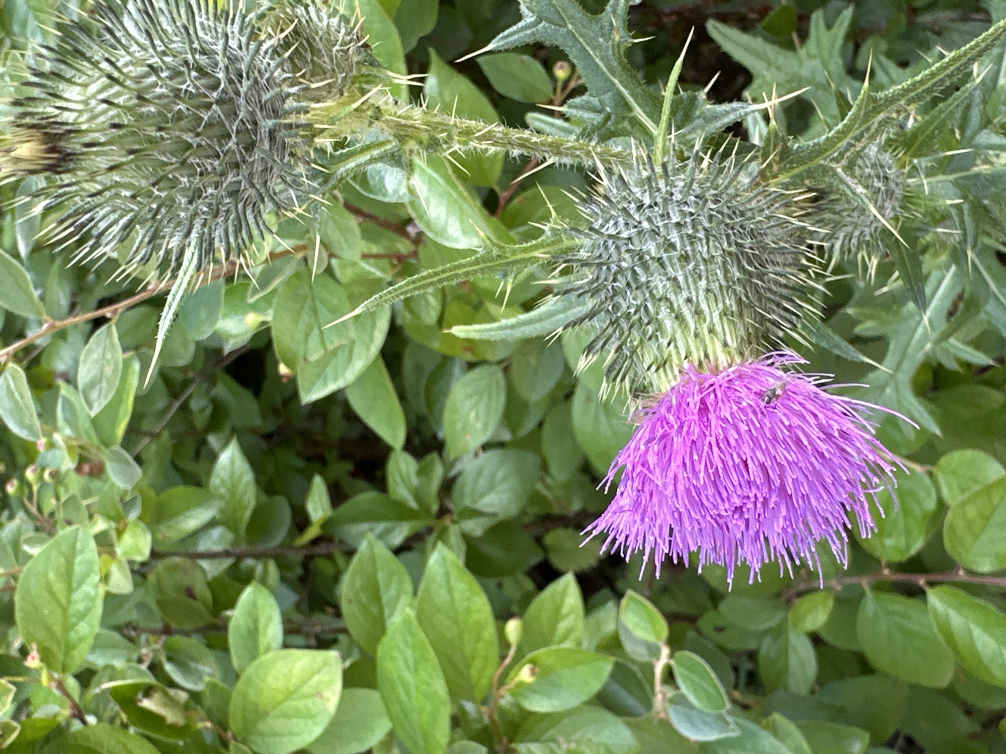 The image is a close-up, eye-level, outdoor shot of two thistle plants. The foreground features a blooming thistle with vibrant purple petals extending outwards from a spiky, green bud. A small insect, possibly a fly, is visible on the edge of the purple petals. Behind the blooming thistle, another thistle bud, yet to bloom, is visible, characterized by its dense, spiky green exterior. The thistles are set against a backdrop of lush green foliage. The overall scene suggests a natural setting, potentially in a garden or wild area. The image is clear and detailed, focusing on the textures and colors of the plants.