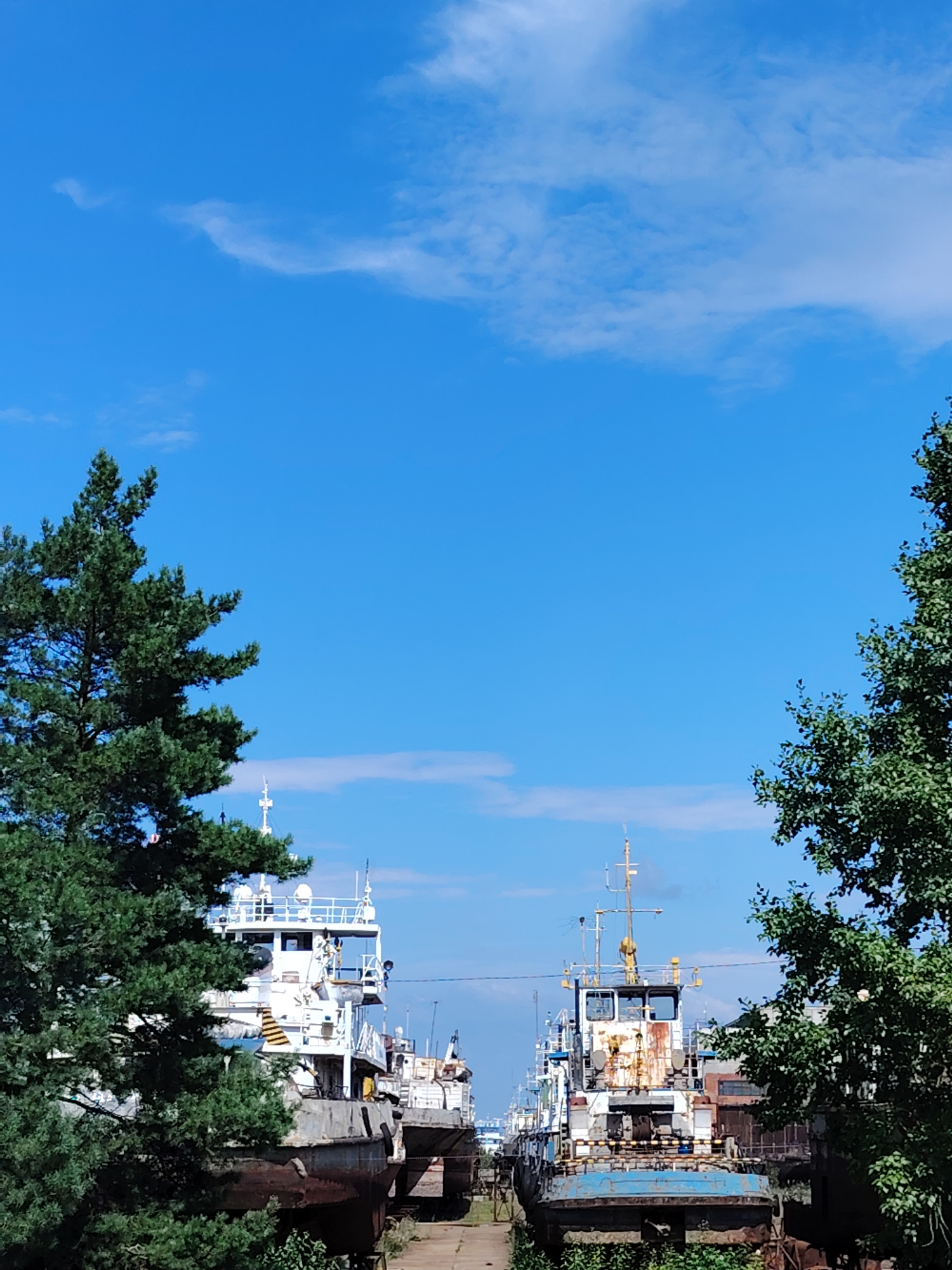 The image depicts a scene of docked vessels under a clear blue sky with scattered white clouds, likely in the city of Chaikovsky, Russia. In the foreground, to the left, a lush green coniferous tree dominates the left side of the frame, its branches reaching upwards and outwards. Partially obscured by this tree are the weathered hulls and superstructures of several docked ships.
To the right of the frame, another tree, this one with broader green leaves, is visible on the right edge, framing the view. Between these two trees, a line of ships is parked. The closest vessel on the left, seen from its side, has a white superstructure with windows and railings, and a rusty, worn hull. Further down the line, another ship is visible, its superstructure featuring a prominent mast with various antennas and lights, and a rust-stained facade with blue accents on its lower section. The overall impression is one of a harbor or dry dock with older vessels. The environment appears to be outdoors, with evidence of vegetation and the sky indicating daytime.