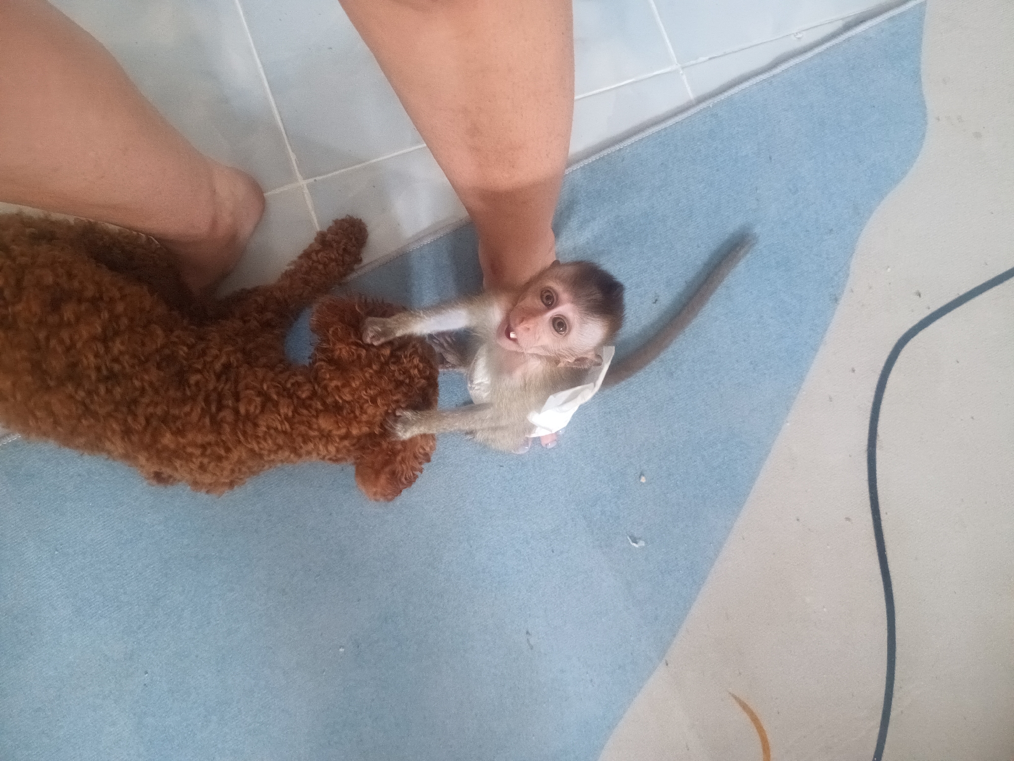 A tan-colored standard poodle lies on a light blue rug on a tiled floor. Next to the dog, a fair-skinned person is holding a juvenile monkey. The monkey is wearing a diaper. The location is Baan Wok Tum, Thailand.