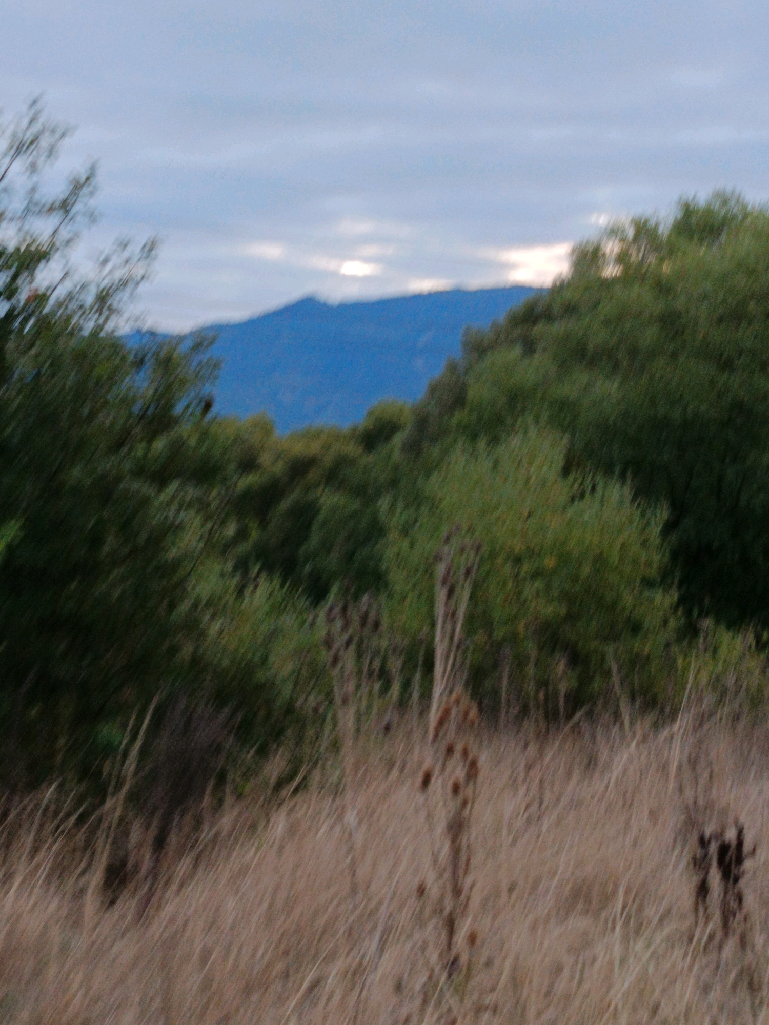 The image depicts a landscape under a cloudy sky, likely at dusk. In the foreground, dry, brown grasses and some dried stalks of plants are visible. In the midground, there are dense green trees and bushes. In the background, a range of blue mountains can be seen, with a break in the clouds allowing a sliver of light to shine through. The scene appears to be a natural or semi-natural environment. The image is of moderate quality and appears to be a photograph. There are no people or animals present in the frame. The location of Kralev Dol, Bulgaria is not visually identifiable within the image itself, as there are no urban elements, landmarks, or specific geological features that would indicate this precise location. The scene is generic for a rural or mountainous area.
