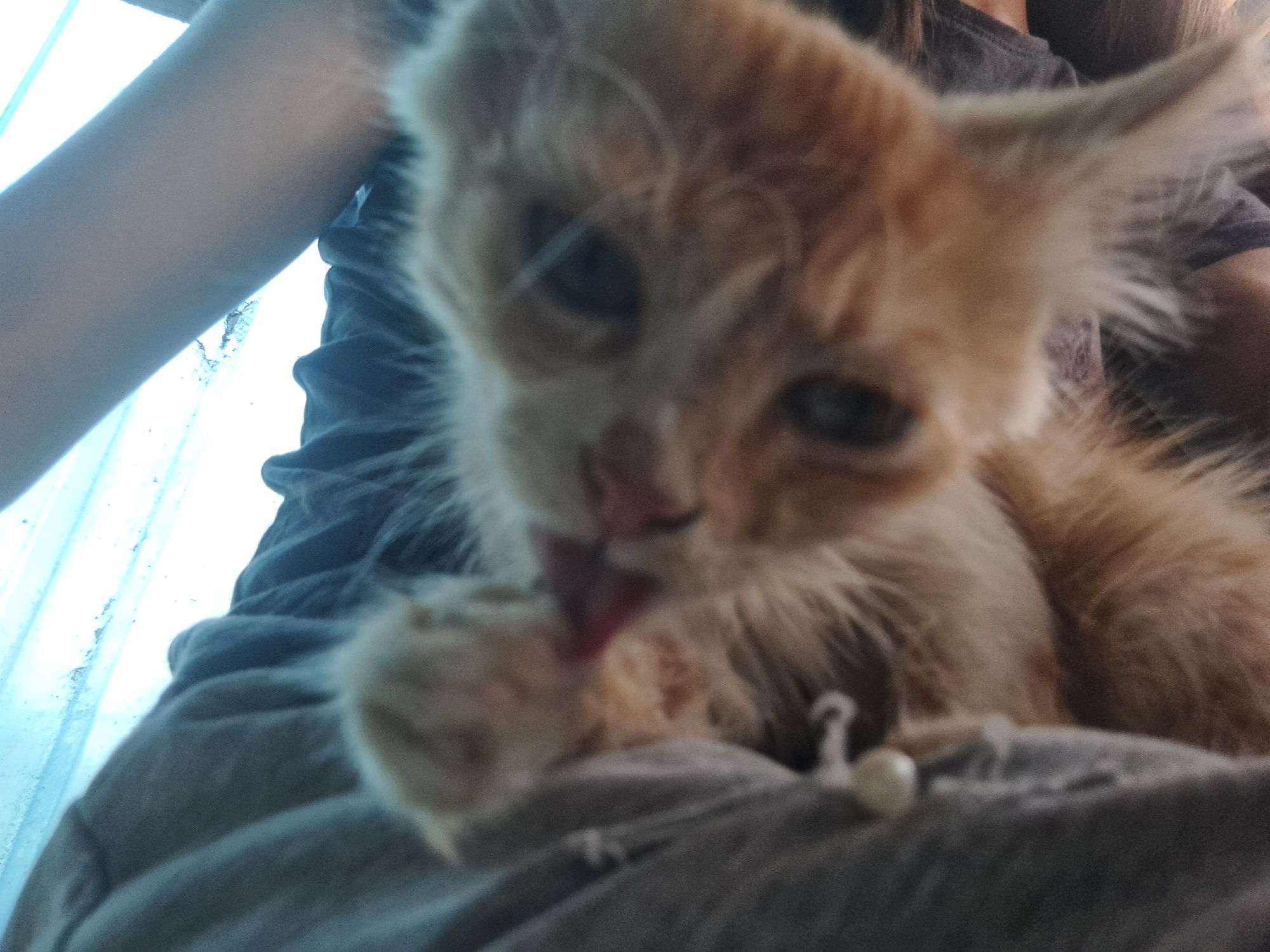 A ginger kitten with blue eyes and light brown fur is captured in a close-up, slightly blurry shot. The kitten is grooming its paw with its tongue. It is being held by an unseen person whose arm and shoulder are visible in the upper left and upper right portions of the frame, respectively. The person is wearing a dark gray t-shirt. The background appears to be indoors, possibly near a window or light source that casts a cool blueish light. The scene is domestic and casual. There is no specific indication of the city of Vypasne, Ukraine.