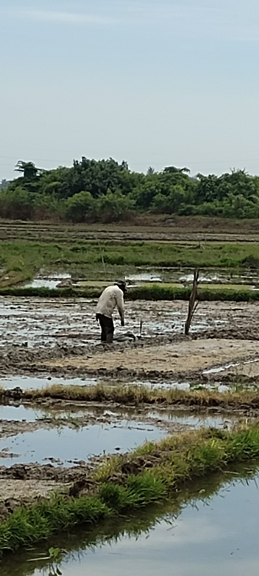 In Mesjid, Indonesia, a farmer is working in a flooded rice paddy under a hazy sky. The farmer, dressed in a light-colored shirt and dark pants, stands knee-deep in muddy water, bent over and holding a tool. The rice paddy is characterized by rows of tilled earth interspersed with pools of water, reflecting the overcast sky and surrounding greenery. In the background, a dense line of trees forms a natural border, with a few power lines visible above them. The overall scene depicts agricultural labor in a rural Indonesian setting.
