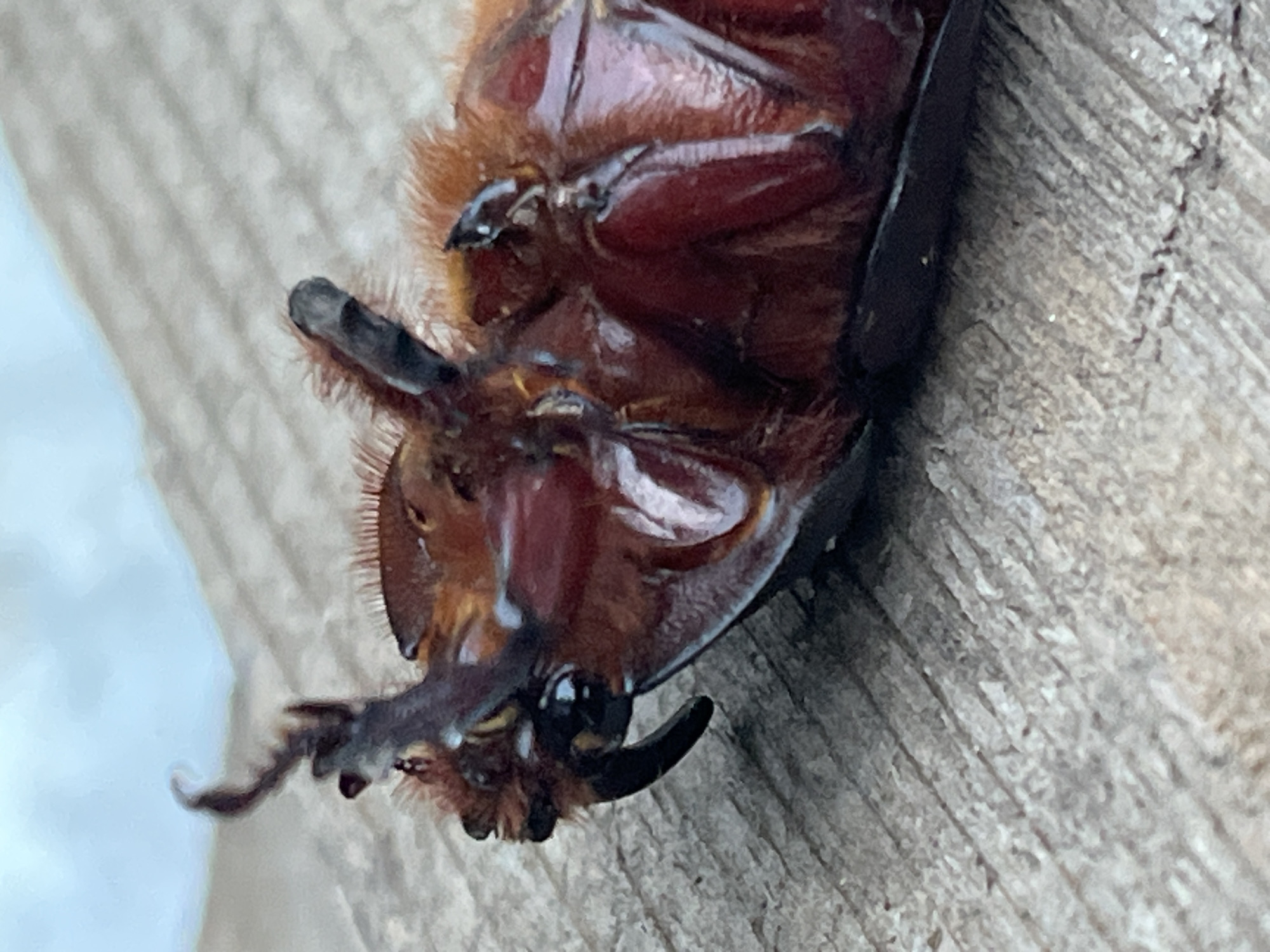 The image is a close-up, high-angle shot of a dead rhinoceros beetle lying on its back on a wooden surface. The beetle is reddish-brown and its legs and mandibles are visible. The surface it rests on appears to be weathered wood, possibly part of a fence or deck, with visible grain and texture. The background is out of focus, showing a light blue, sky-like color. No people or human activity are depicted. The scene is forensic in nature, documenting the state of the insect. The location of Krasnyye Barrikady, Russia, is not discernible from the image itself.