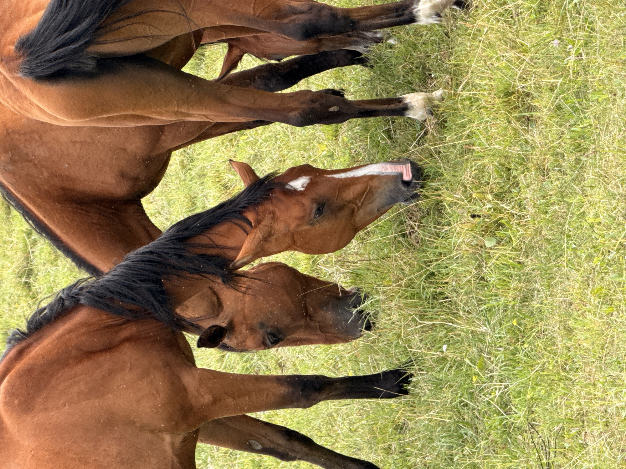 In a grassy field in Galinė, Lithuania, three brown horses are grazing. Two horses are in the foreground, their heads down as they eat the grass. The horse on the left has a black mane and tail, and its body is mostly visible. The horse in the center is also brown with a black mane, and it has a white blaze on its face and a pink muzzle. Its tongue is visible, extended towards the grass. The hindquarters of a third horse are visible on the right side of the image. The field is covered in green grass with some dry stalks and small yellow flowers. The lighting suggests it is daytime, possibly overcast, as there are no harsh shadows. The overall scene is peaceful and natural.