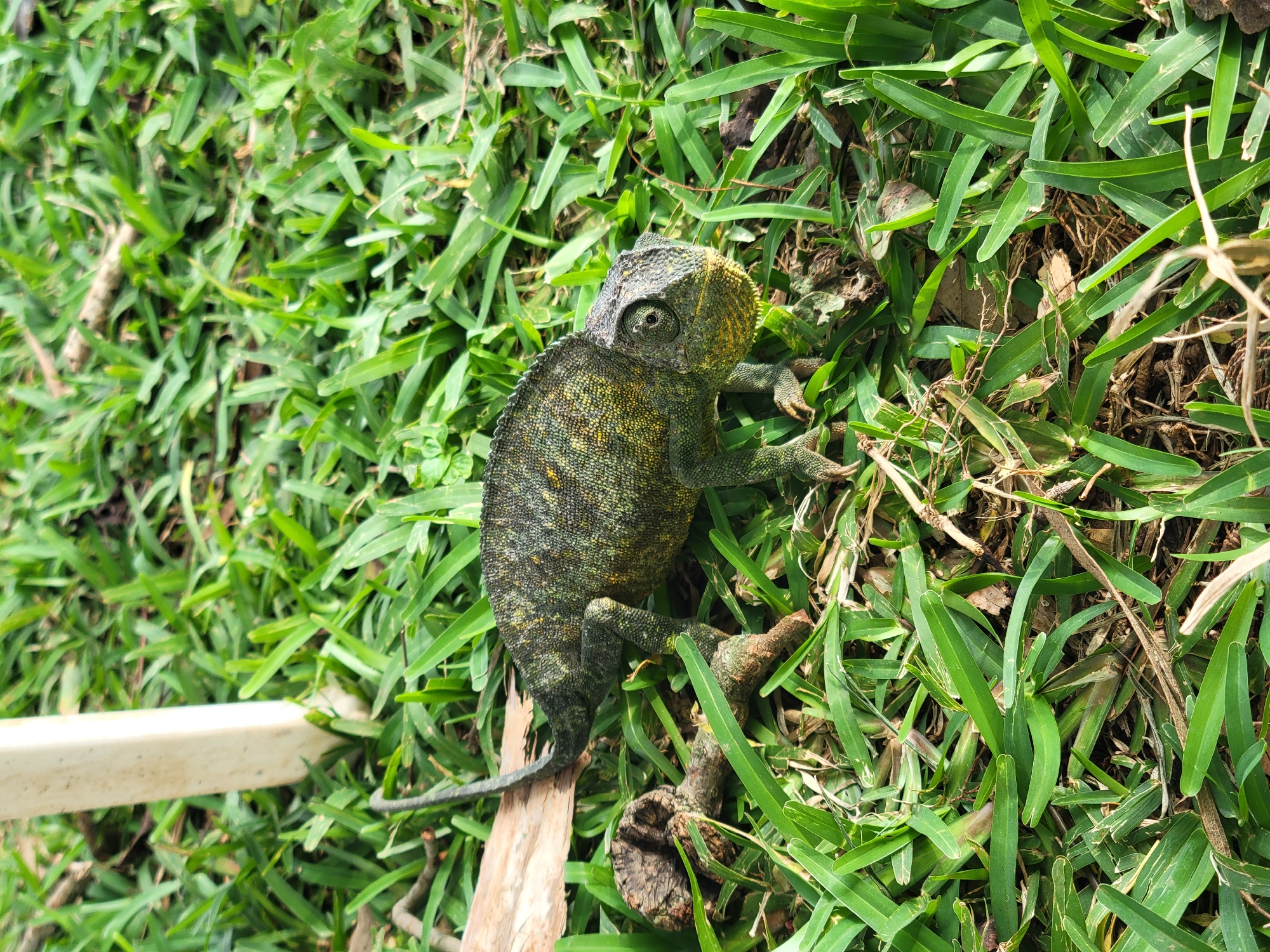 A chameleon, predominantly green and yellow, is positioned on lush green grass with dry leaves and twigs scattered throughout. The chameleon is facing to the right, with its head slightly turned towards the camera. Its body displays a textured pattern of scales. To the left of the chameleon, a pale, rectangular object stands upright in the grass. This object appears to be a wooden or plastic stake. The overall environment suggests an outdoor setting, likely a garden or a grassy area. The image does not contain any identifiable landmarks or features that would specifically place it in Jos, Nigeria.