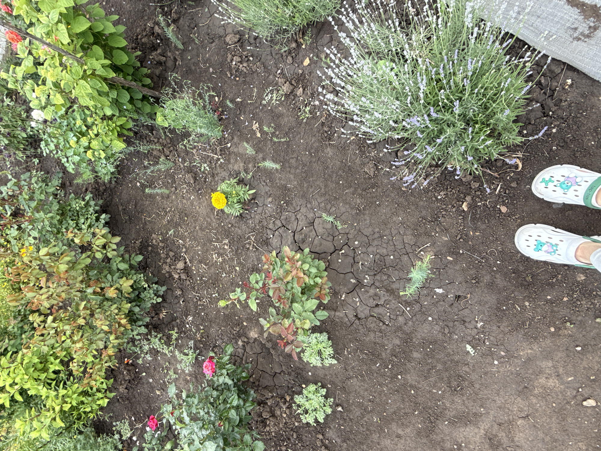 A high-angle, downward-facing photograph captures a segment of a cultivated garden bed. At the bottom of the frame, the feet of an individual are visible, wearing white clogs with green straps; the left clog features a green balloon dog motif, and the right a blue/green frog-like figure. The garden bed contains various plants, some in bloom, planted in dark brown, dry soil that exhibits significant cracking, especially in the central area.
In the upper left quadrant, dense green foliage indicative of shrubs is present. Below it, a rose bush displays at least two open red-pink blossoms. Towards the mid-left, two small, light green, finely-leaved plants are visible adjacent to a young rose bush with new growth showing reddish-green leaves. A single yellow marigold plant with an open yellow bloom is situated in the lower-center-left. The lower-right portion of the frame is dominated by a large, bushy lavender plant with numerous light purple flower spikes. In the upper right, more dense green foliage, potentially another shrub, is visible, supported by a vertical wooden stake, with faint hints of red-orange flowers. Small, sparse green sprouts are scattered across the bare soil. The background consists of additional dense green vegetation. The scene is illuminated by natural, diffused light. Location: Unknown, Unknown.