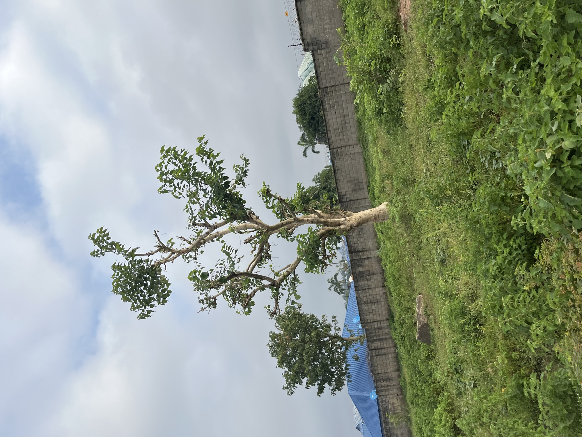 A medium shot captures a light-colored, bare-trunked tree with sparse green leaves standing in the foreground on a grassy, uneven terrain. The tree's trunk is thick and textured, with lighter bark towards the bottom. Behind the tree, a gray concrete wall runs horizontally across the mid-ground, topped with barbed wire. Beyond the wall, a blue-roofed building is visible on the left, and further back, other structures with lighter, possibly green, roofing are interspersed with trees. The sky is overcast with scattered white clouds against a pale blue backdrop. The overall scene depicts an outdoor environment in Abuja, Nigeria, with elements of both natural landscape and man-made structures.