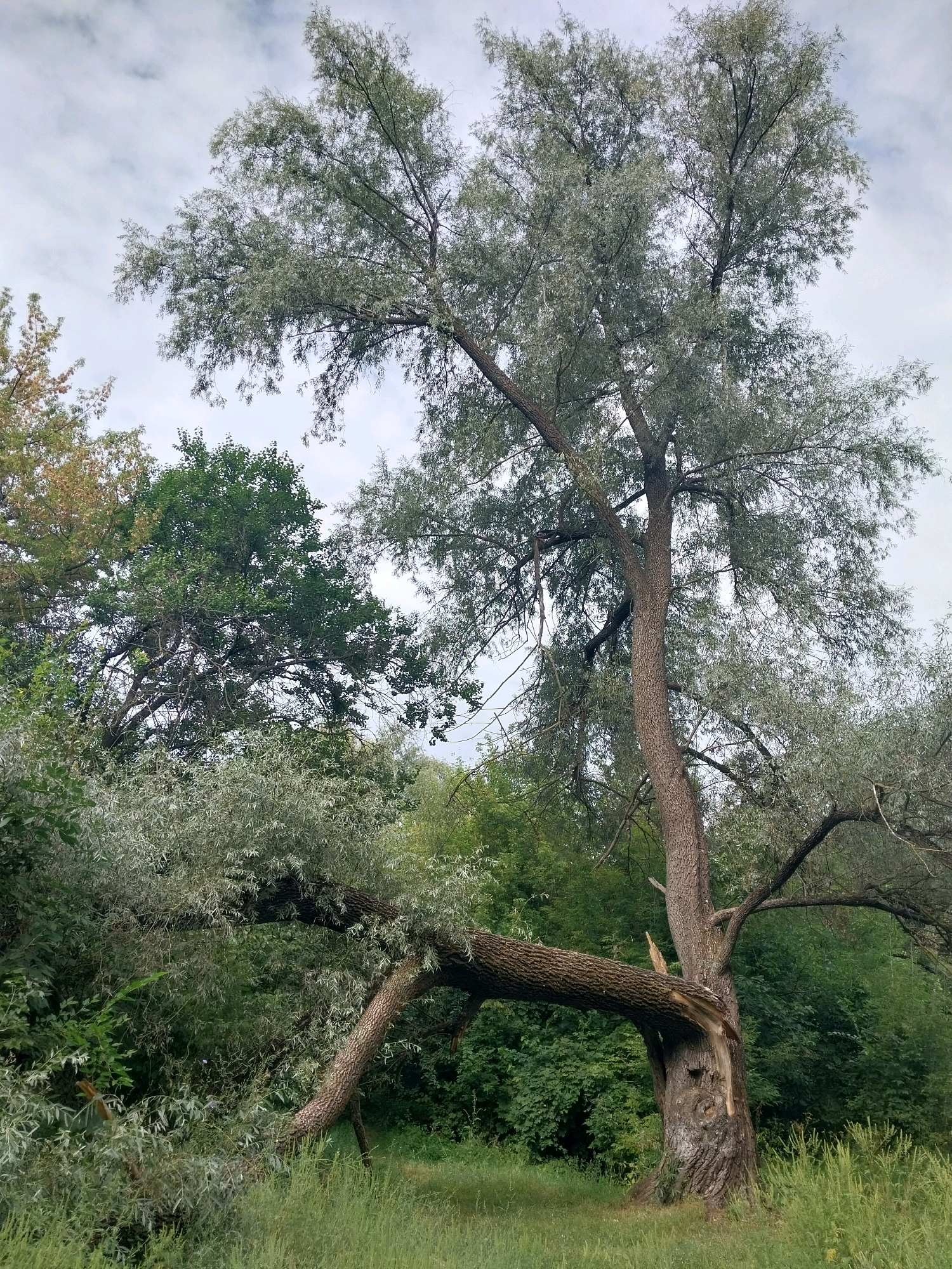 This is a vertical, medium shot photograph of a large, mature tree in an outdoor, natural setting. The tree is prominently featured in the center of the frame and is characterized by a thick, textured trunk and extensive branching with silvery-green foliage. A significant portion of the tree's structure is compromised; a large branch has broken and is now supported by another part of the tree, creating a dramatic arching shape. The broken section reveals exposed wood and a split. The tree is situated amongst other dense green foliage and trees, with tall grass in the foreground. The sky above is overcast with visible cloud formations. The scene is devoid of any human presence or activity. The location is in the city of Dnipro, Ukraine.