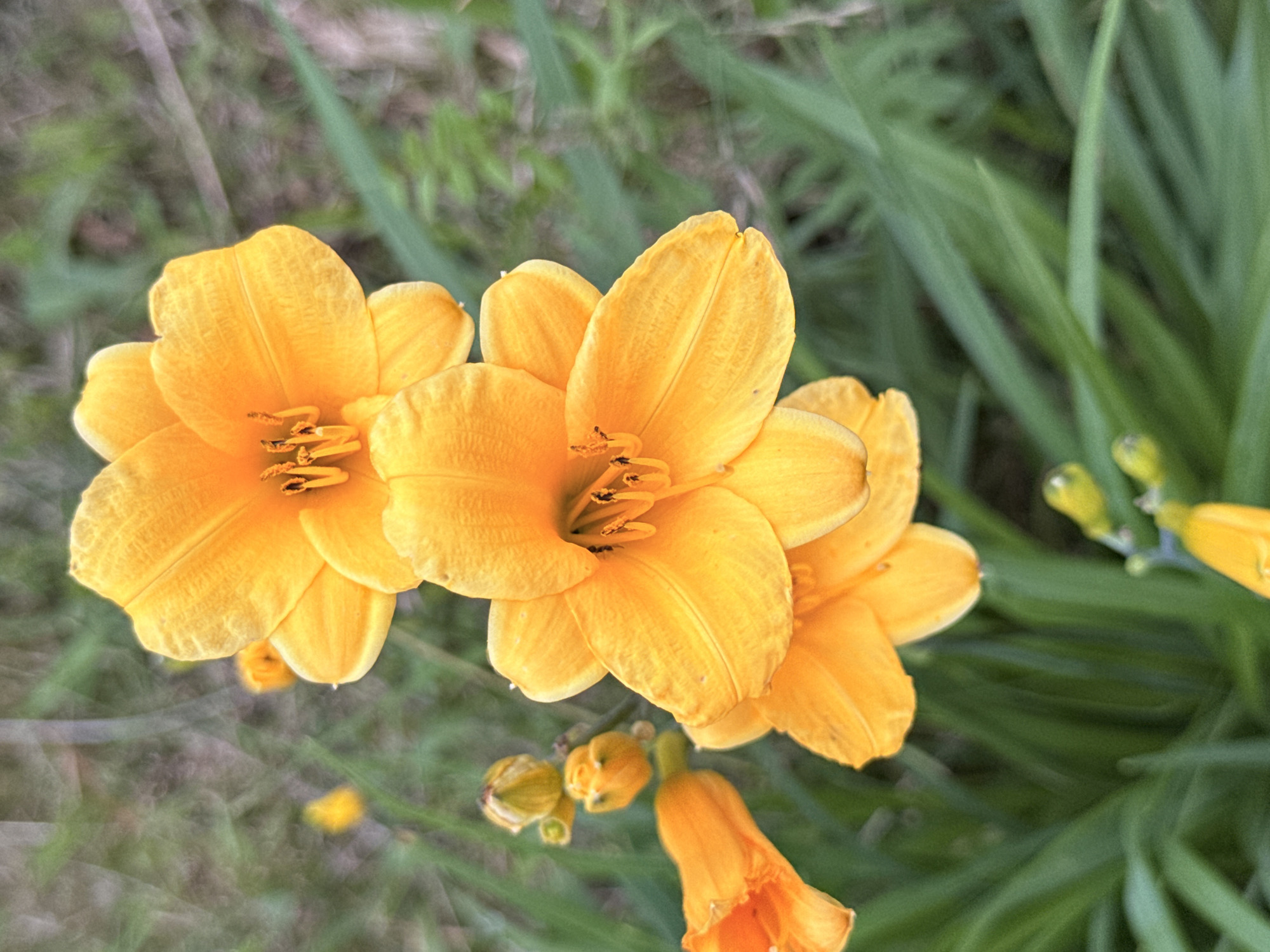 The image displays a cluster of bright orange daylilies in a garden setting. The flowers are in various stages of bloom, with some fully open and others as buds. The foreground is dominated by the vibrant orange petals and the green foliage of the daylily plants. The background is a soft blur of greens and browns, suggesting an outdoor environment with a grassy or wooded area. There is no indication of human presence or activity in the image. The lighting suggests it is daytime, with soft, natural light illuminating the flowers. The image appears to be a close-up shot, focusing on the details of the flowers. The specific location in Galinė, Lithuania, cannot be determined from the visual information provided in the image.