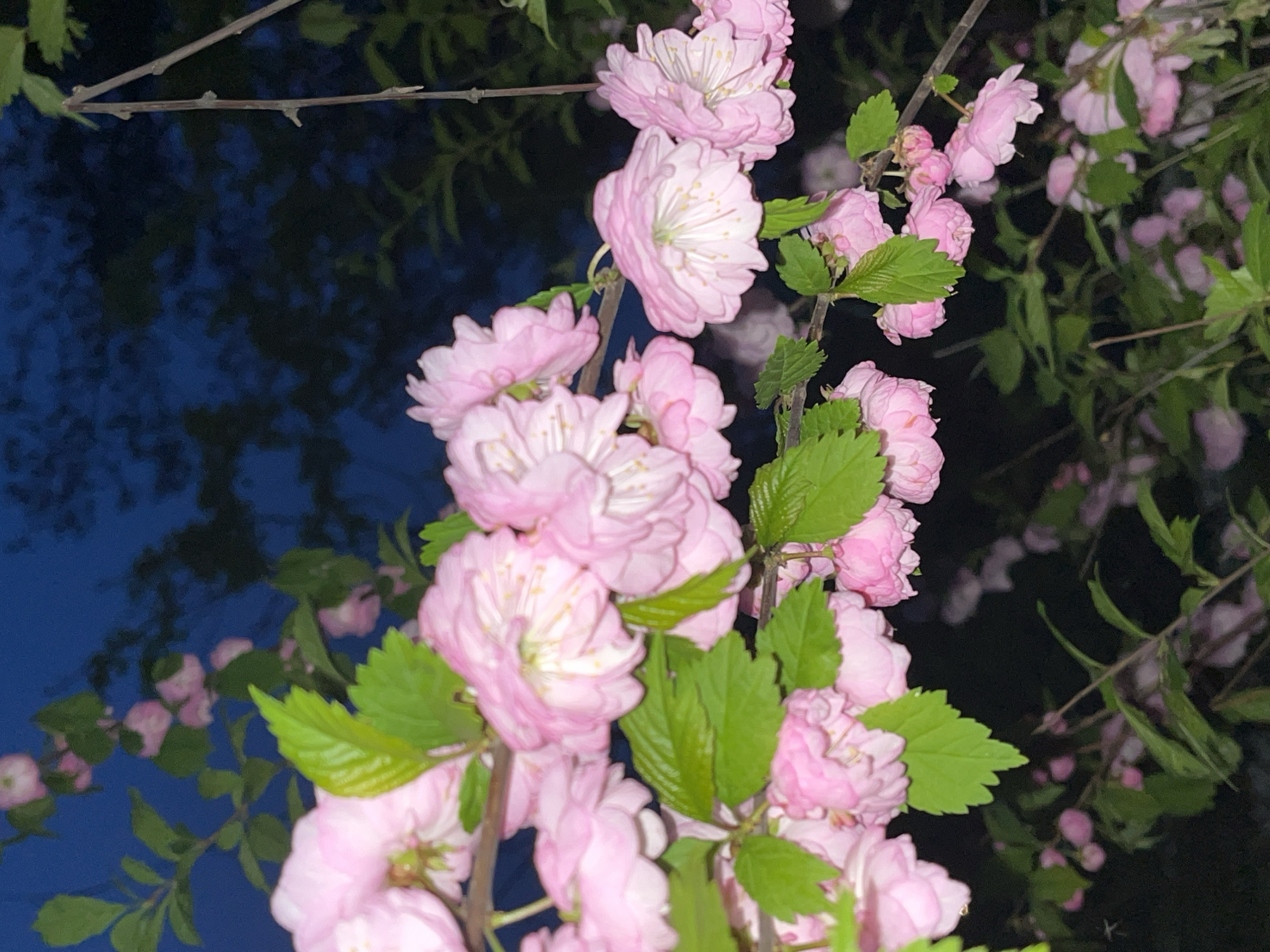 The image features a close-up of a flowering shrub with pink blossoms and green leaves. The flowers are clustered along the branches, and the background is a dark blue, possibly indicating twilight or night. Bare branches are visible above the flowers. The location appears to be outdoors. The scene does not depict people.
