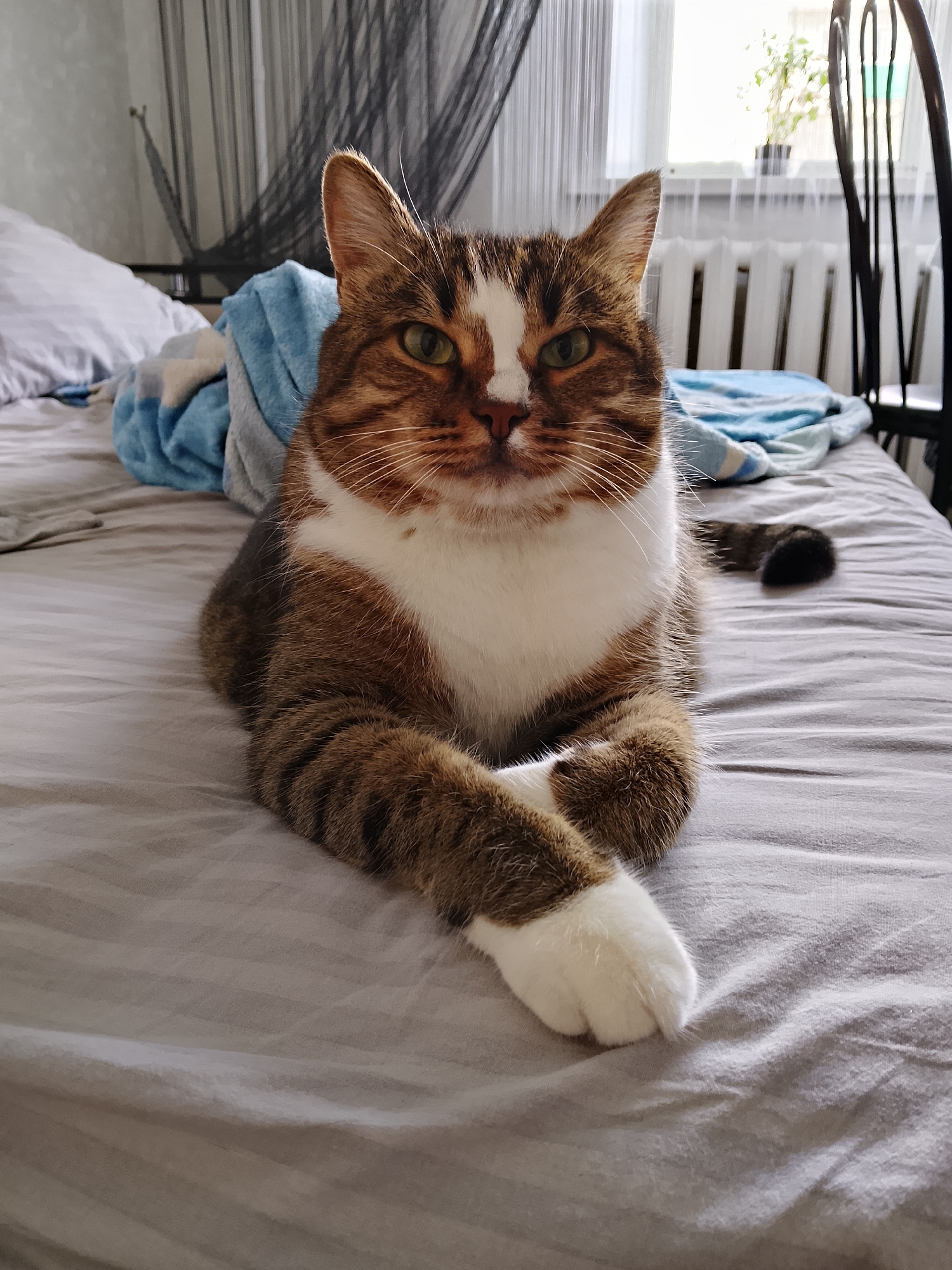 The image shows a tabby cat with white markings, lying on a bed with gray striped sheets. The cat is facing the camera with its front paws crossed. In the background, a blue and white blanket is visible, along with a black wrought-iron chair and a window with white curtains and a radiator. A plant is visible on the windowsill. There is no indication of the location being in Abakan, Russia.