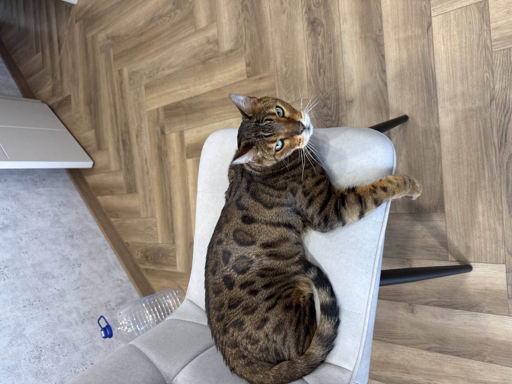 A high-angle shot presents a brown tabby cat reclining on a grey chair. The cat's head is tilted upwards, and its body sprawls across the seat. The chair stands on a light brown herringbone patterned floor. A clear plastic bottle lies beside the chair. A white cabinet is visible in the background on the left.