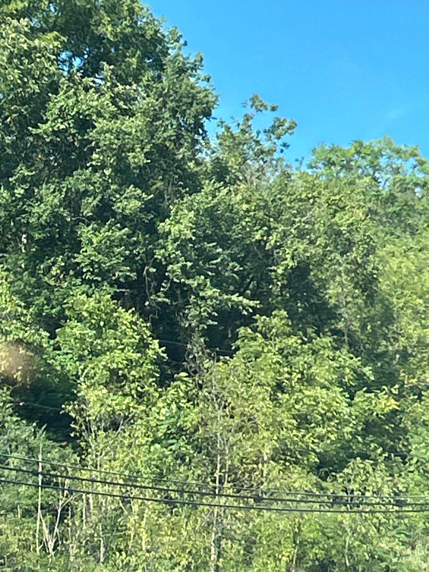 The image shows a dense canopy of green trees against a bright blue sky. In the foreground, thin, bare tree branches are visible interspersed with horizontal dark lines that appear to be power lines. The scene is likely an outdoor environment, possibly a park or a wooded area, and due to the presence of power lines, it could be a semi-urban or suburban setting. Without additional context or identifying landmarks, pinpointing an exact location in Pittsburgh, United States of America, is not possible based solely on this image. The foliage suggests a temperate climate during a growing season. There are no people or discernible actions depicted in the image.