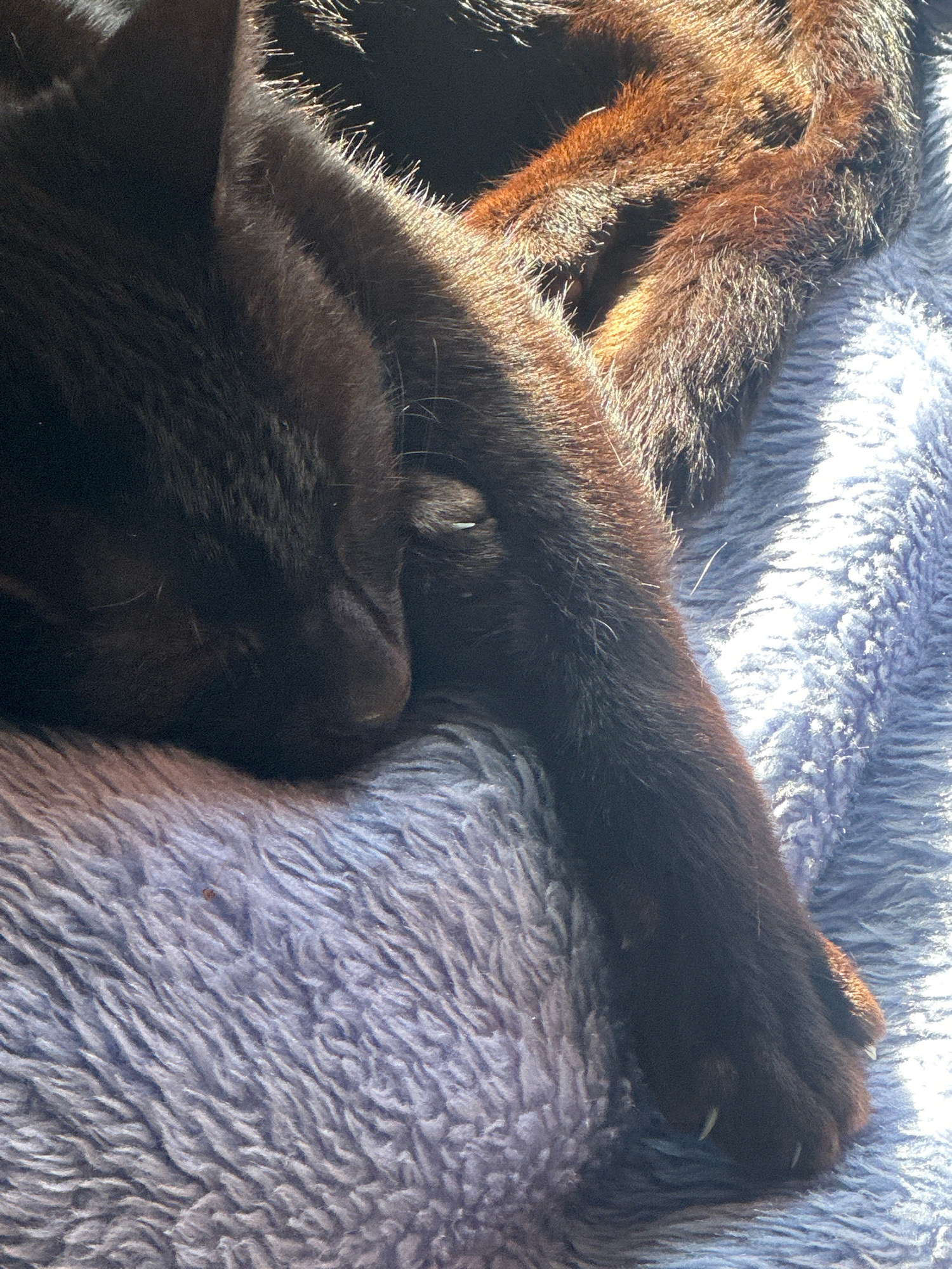 A black cat is asleep on a fluffy blue blanket. The cat's fur is dark, with hints of brown visible where the sunlight hits it. The cat's paws are tucked in, and one paw is extended forward, showing its claws. The blanket is soft and textured, with a light blue color. The scene appears to be indoors, possibly in a home. The cat is resting comfortably, likely in a peaceful environment. The image provides no information about the city of Thora, Australia.