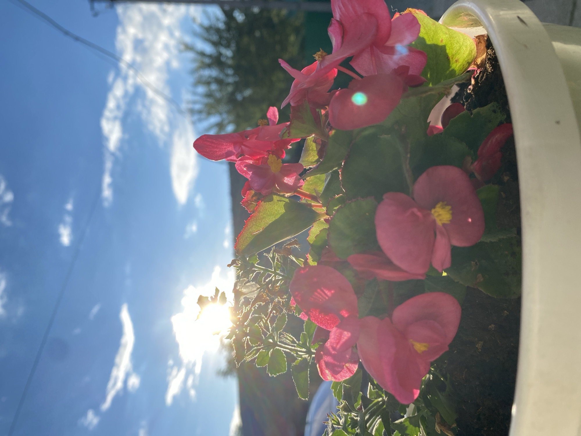 A low-angle, close-up shot captures a white planter overflowing with bright pink begonia flowers and green foliage. The sun shines intensely from the upper left, creating lens flares and backlighting the delicate petals and serrated leaves. Wispy white clouds drift across a clear blue sky, with a power line visible as a thin dark line against the sky. In the blurred background, hints of a building, trees, and a car suggest an outdoor urban or suburban setting. The focus is on the vibrant flowers in the foreground, with the natural light emphasizing their texture and color.