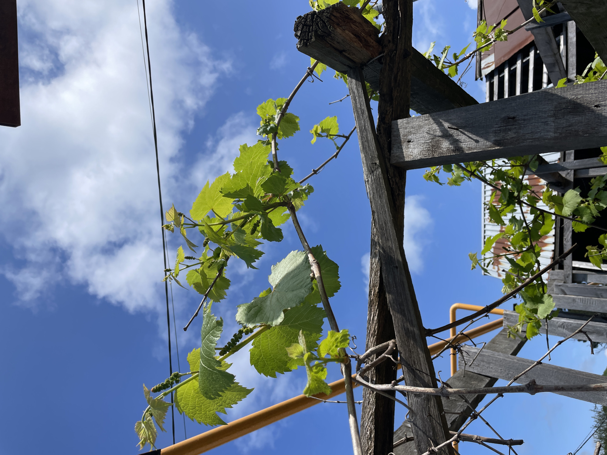 The image, taken from a low angle against a blue sky with scattered clouds, shows a wooden structure with vines growing on it. The structure appears to be a pergola or trellis made of aged and weathered wood. Green leaves and small clusters of what might be grapes are visible on the vines. A yellow pipe runs diagonally behind the wooden structure. In the background, a building with a gray, possibly metal, roof and wooden elements is visible. The location is specified as Olginka, Russia, but without additional context, the exact scene cannot be further specified.