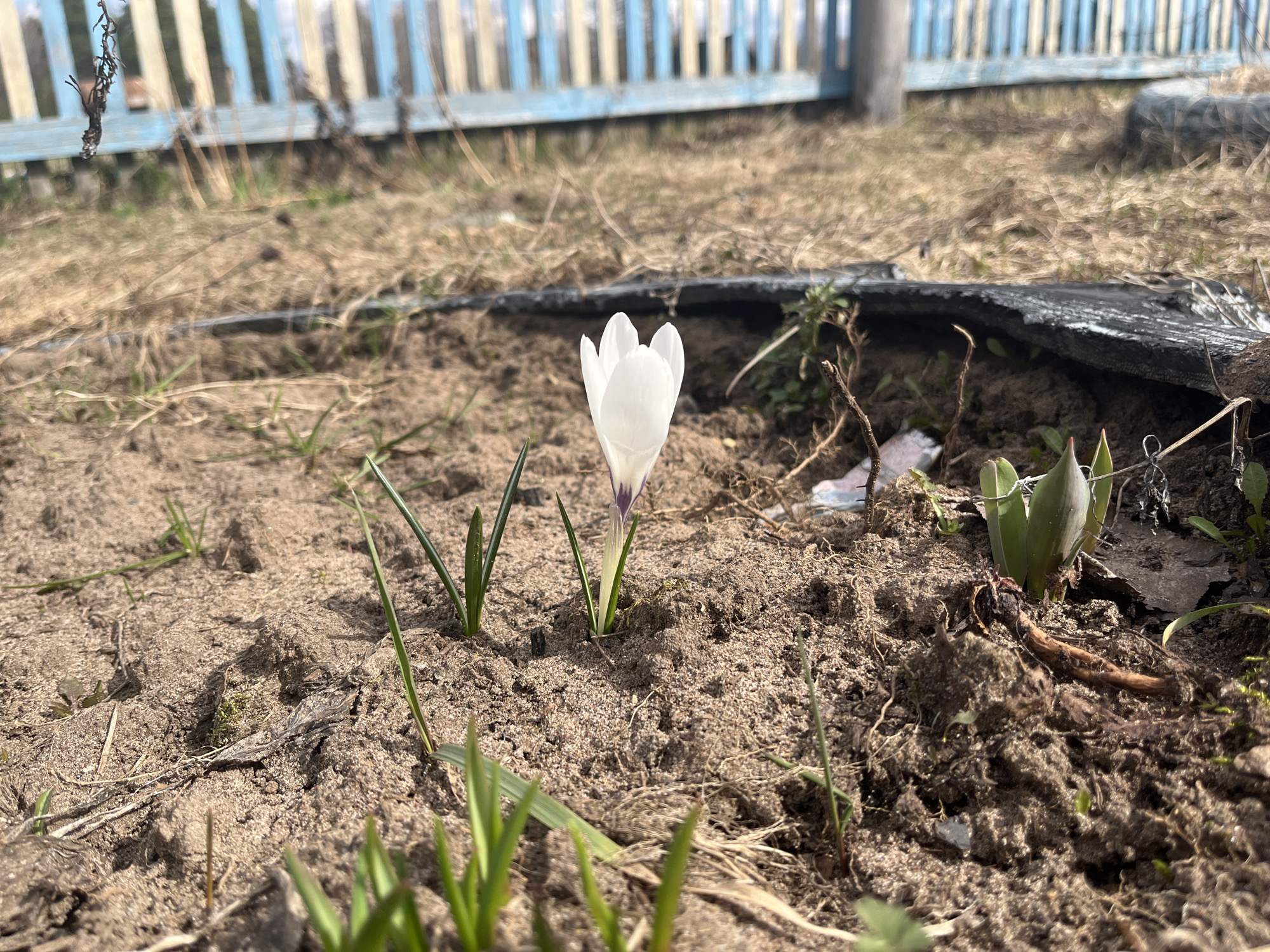 A low-angle, daytime shot focuses on a single white crocus flower in bloom, surrounded by green shoots emerging from sandy soil. A dark tire partially frames the right side of the composition. In the background, a weathered blue and white picket fence runs along the horizon. Dry grass and dead vegetation are visible in the space between the flower and the fence. The image was taken in Буренка, Russia.