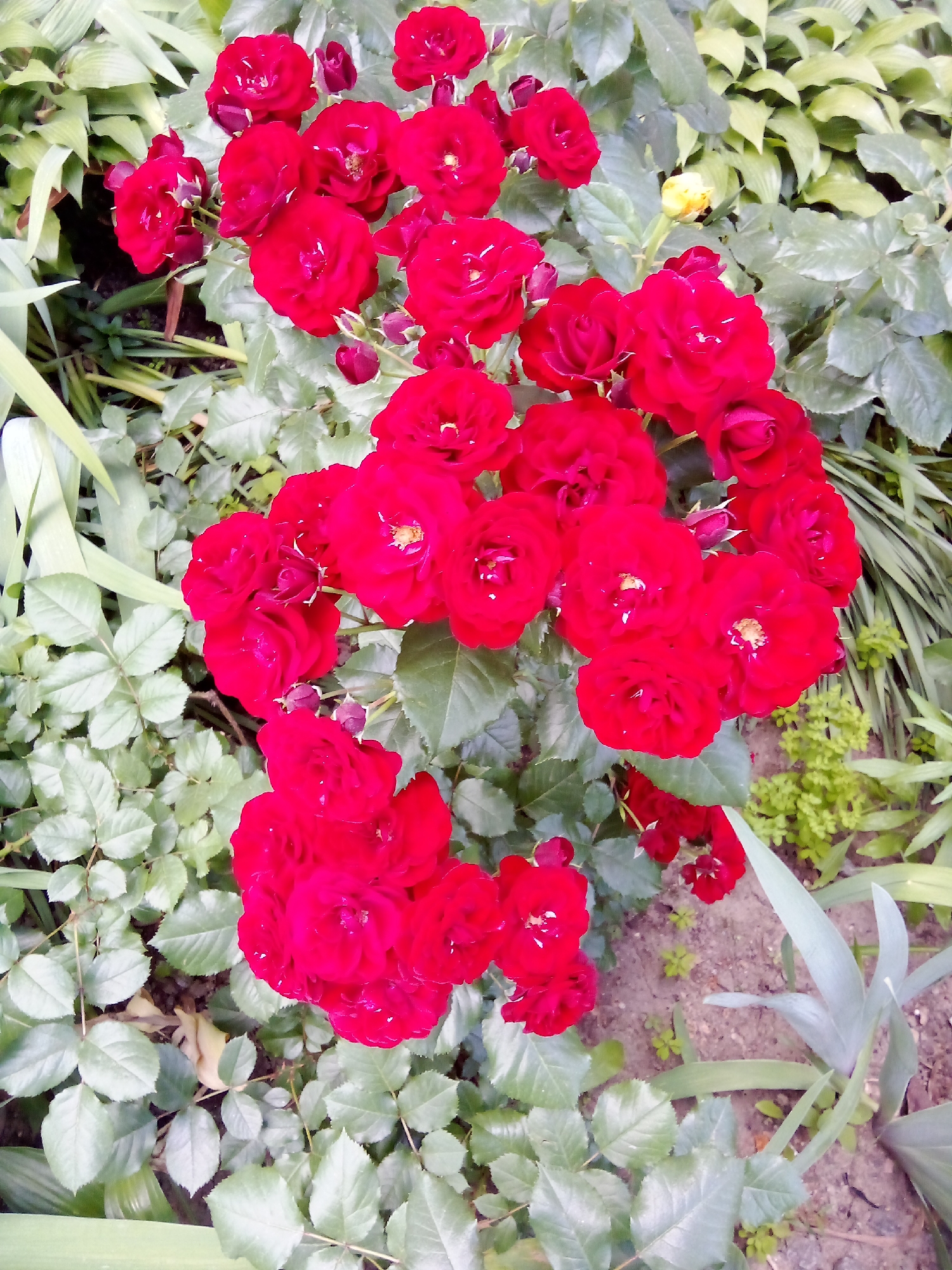 A close-up, overhead view captures a cluster of vibrant red roses blooming amidst lush green foliage and soil. The roses, in various stages of bloom, display delicate petals and prominent stamens. The surrounding leaves are a mixture of green and pale grey, some broad and others narrow and pointed. The ground beneath the roses is a mix of brown soil and small green sprouts. The image appears to be taken outdoors, in a garden or park setting. The lighting suggests it is daytime. There are no people or animals visible in the image.